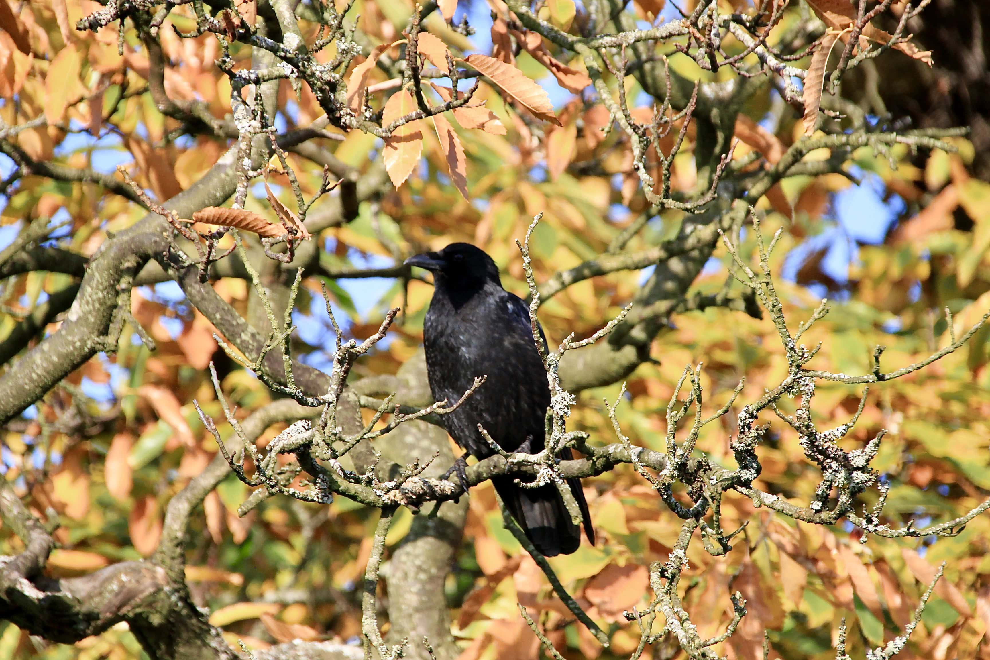 Corbie by Jez Braithwaite