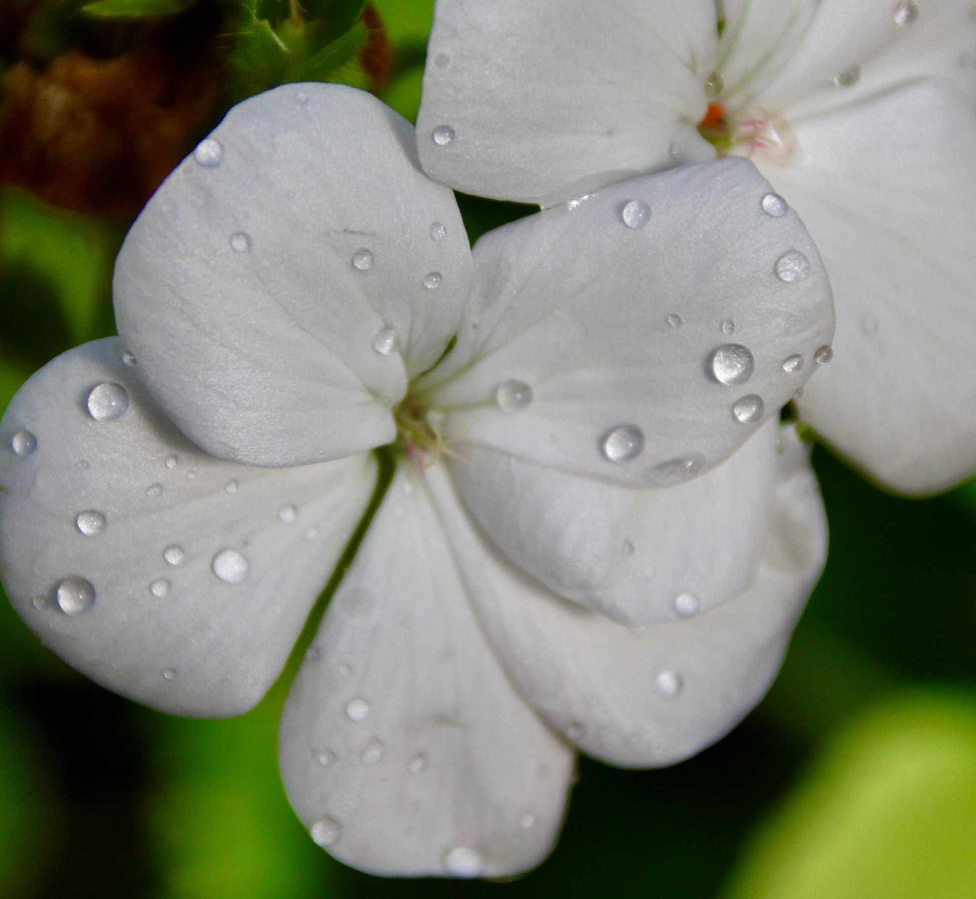 White geranium by Jez Braithwaite