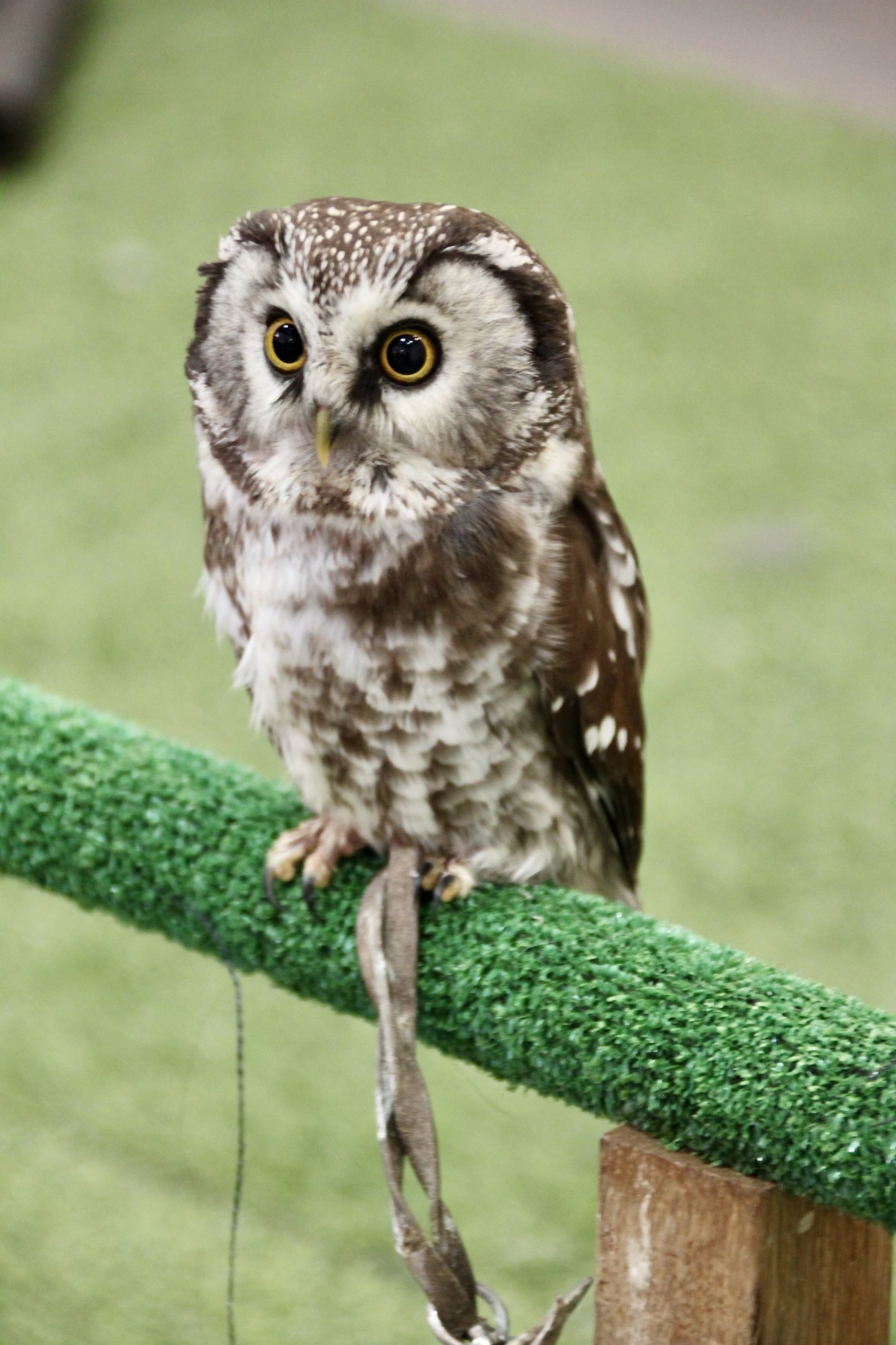 Hoolet — Animals in Scots #1
