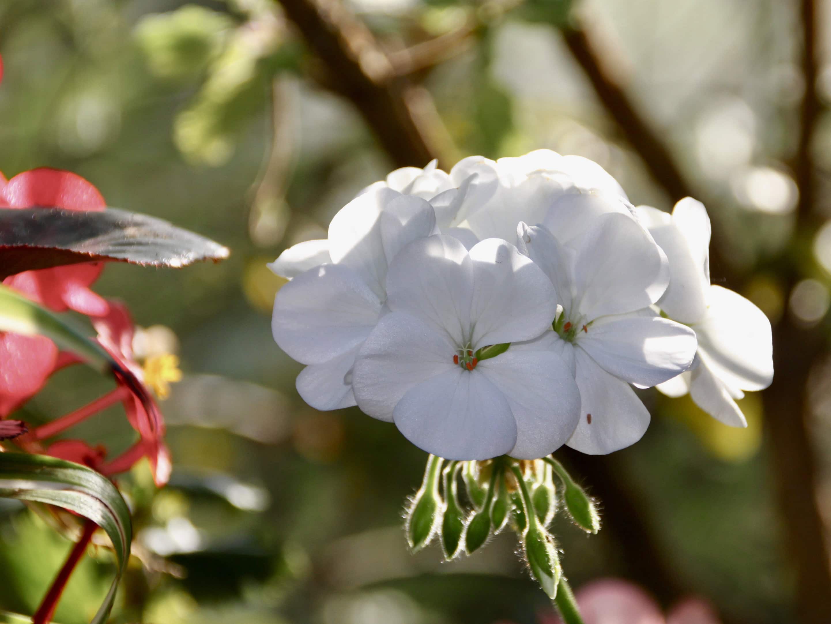 White geranium by Jez Braithwaite