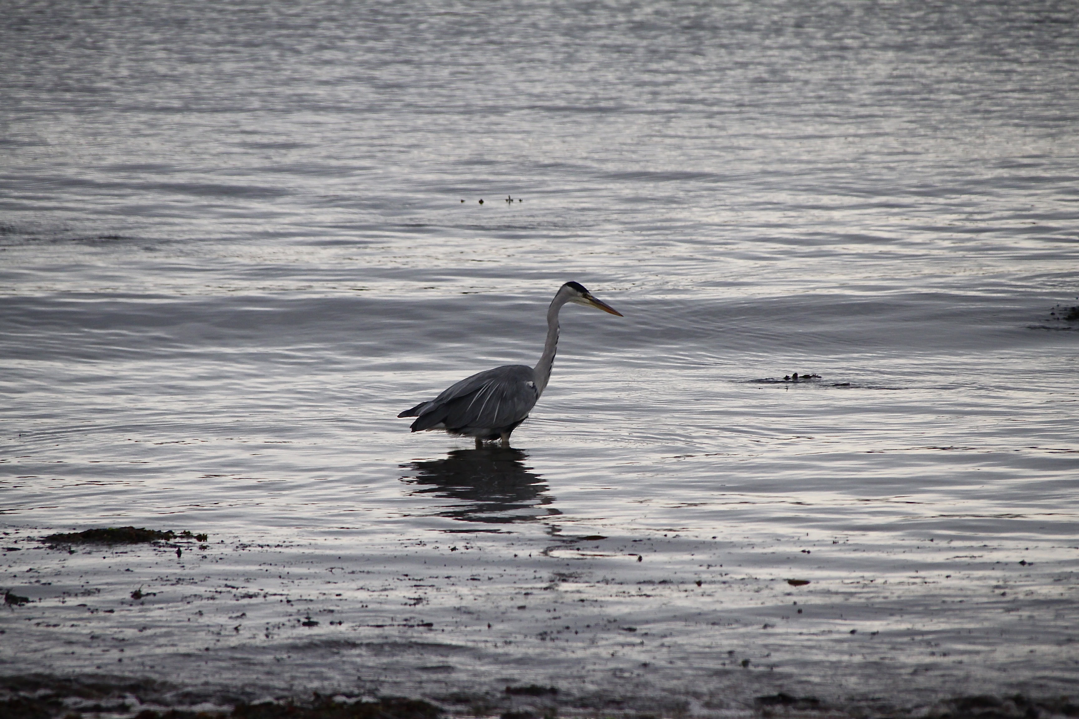 Heron by Jez Braithwaite
