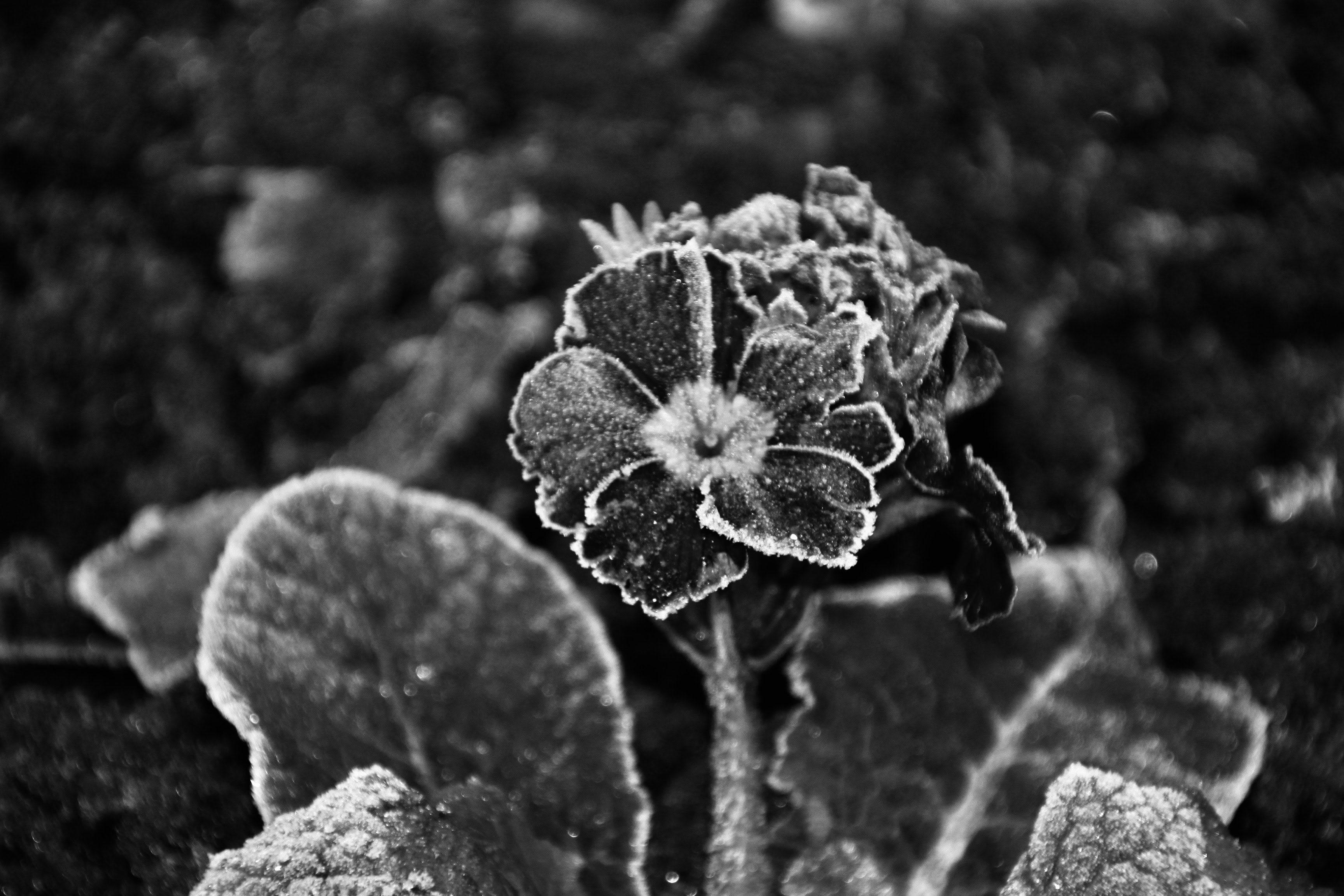 Frosty Purple Pansy in monochrome by Jez Braithwaite