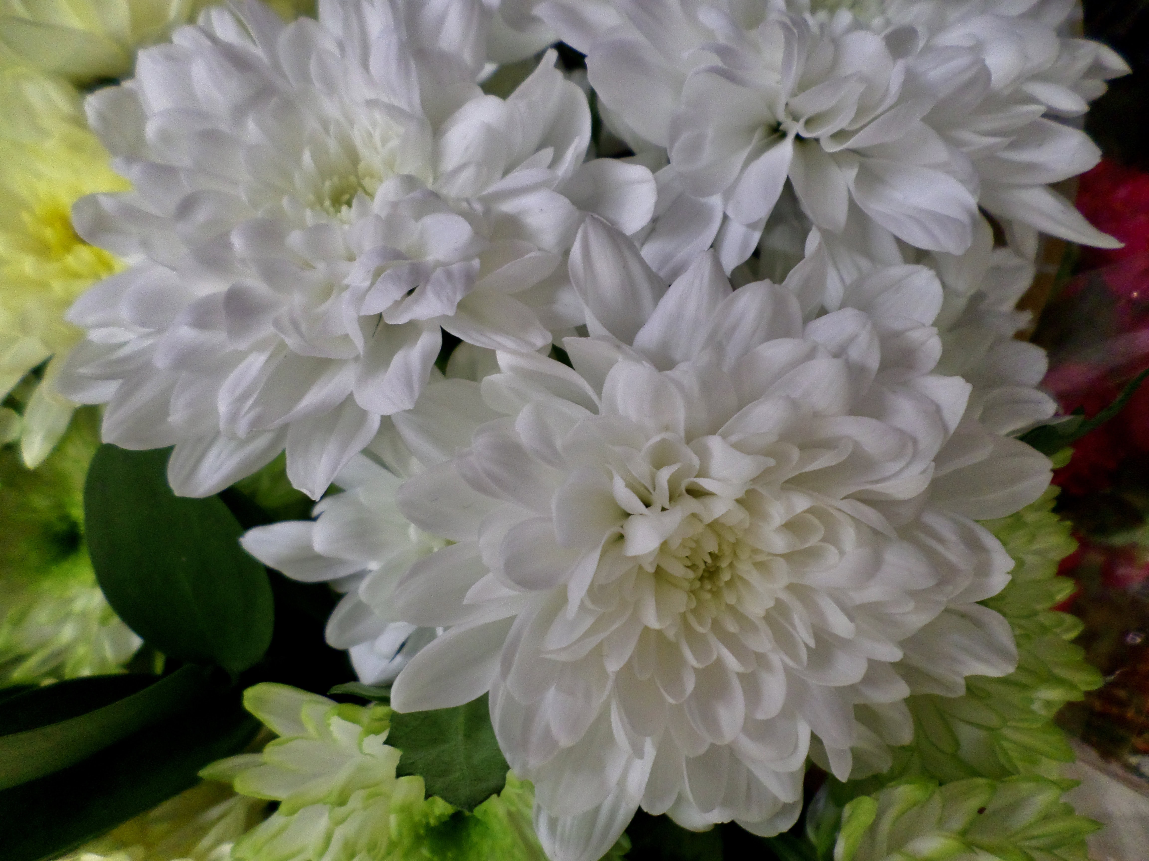 White Dahlias by Jez Braithwaite