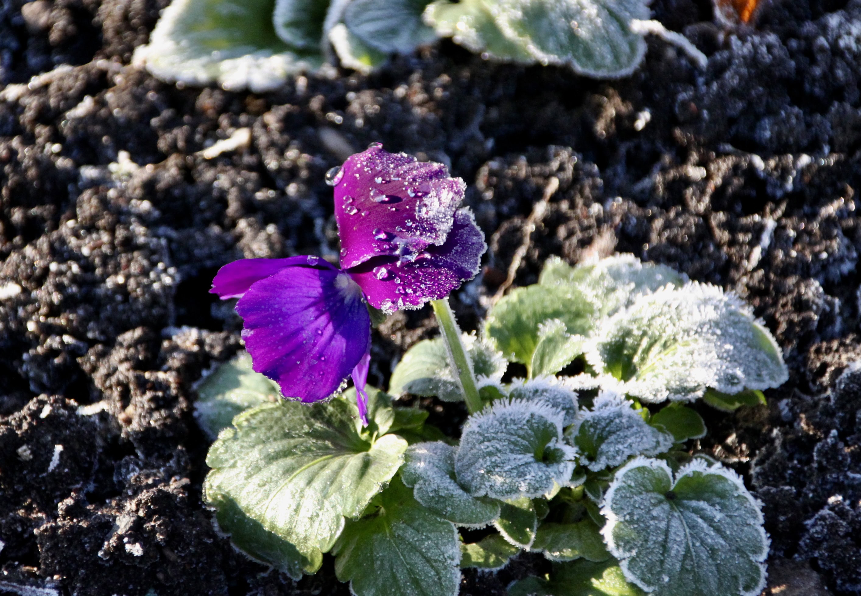 Defrosting purple primrose by Jez Braithwaite