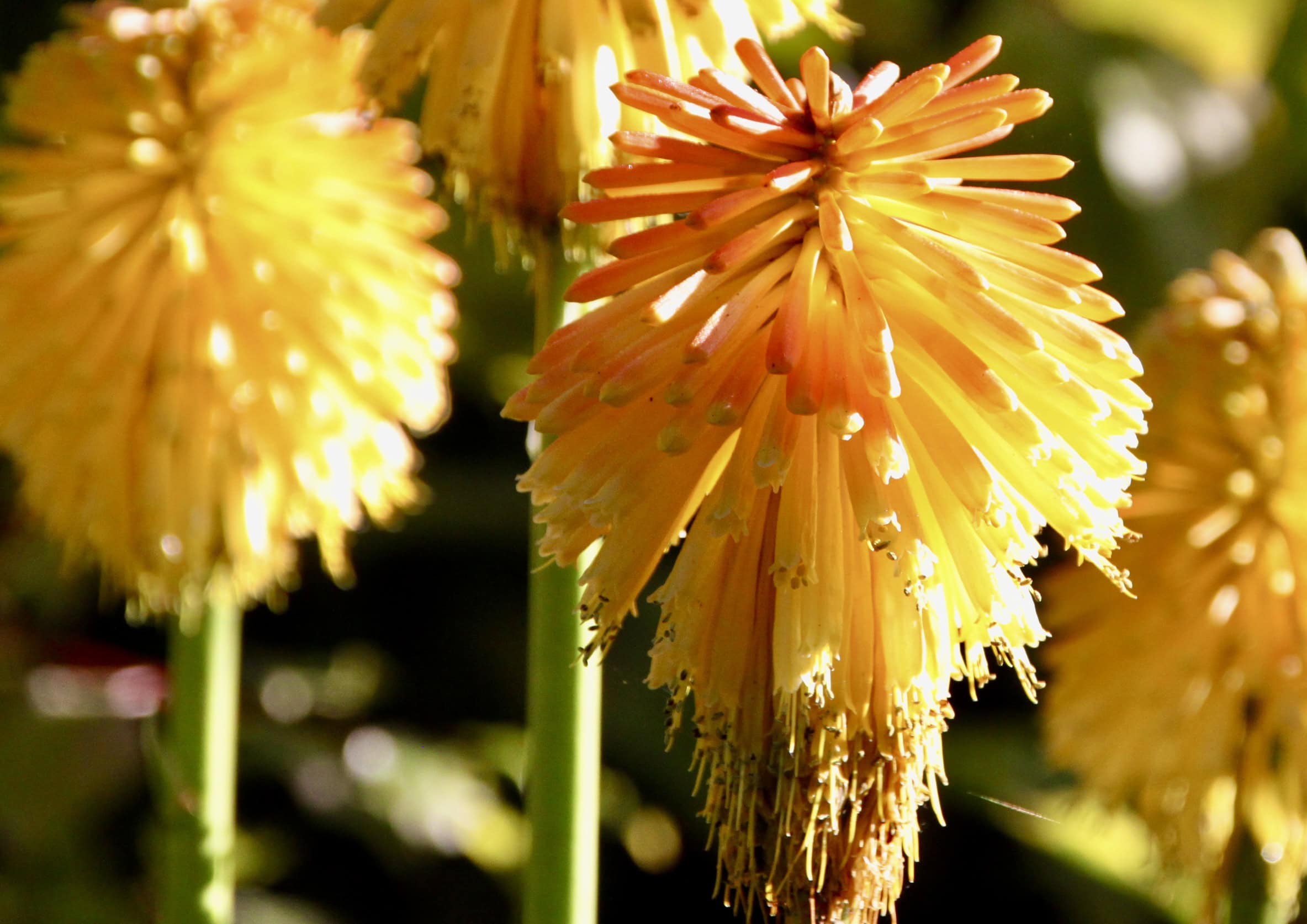 Red Hot Poker by Jez Braithwaite