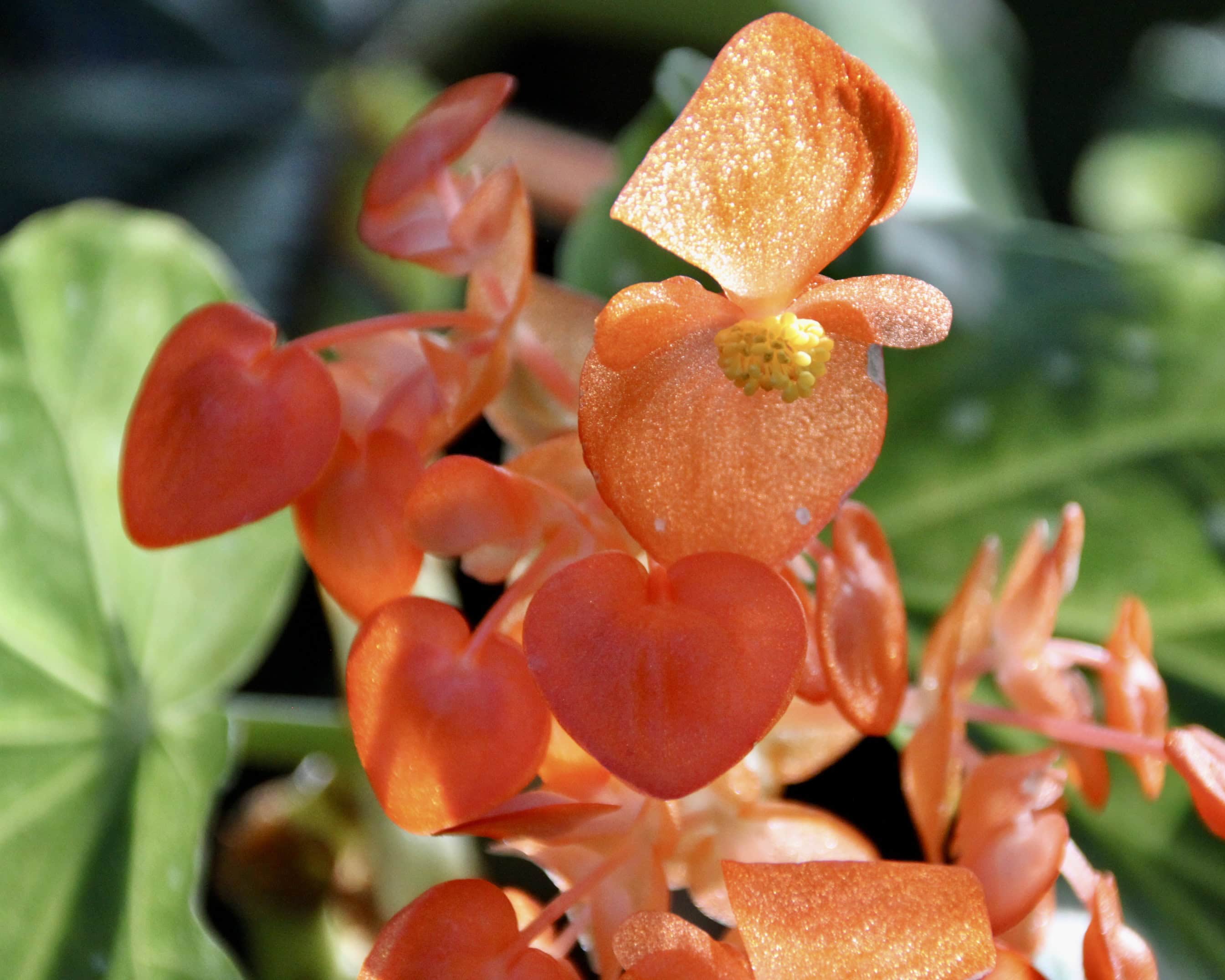 Begonia by Jez Braithwaite