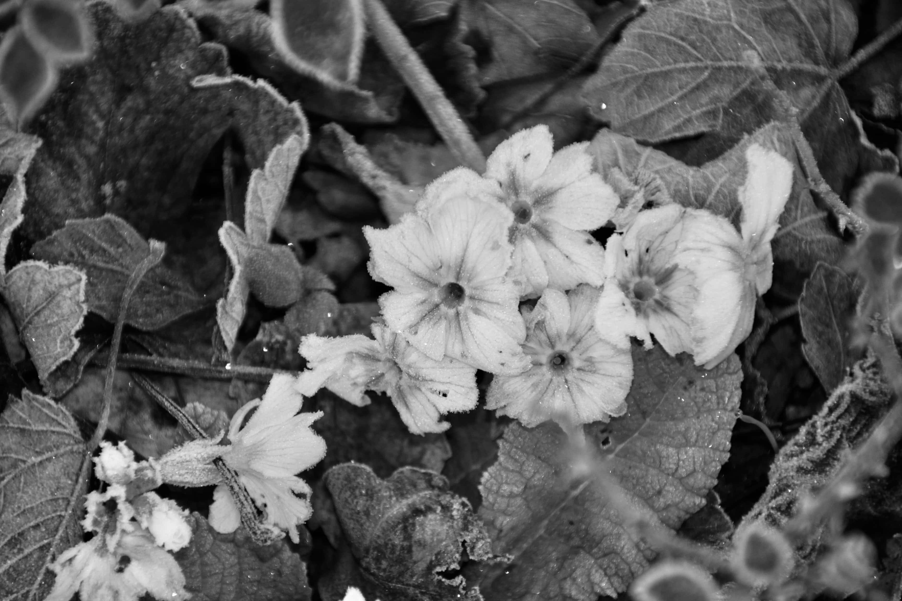Frosty White Primrose in monochrome by Jez Braithwaite