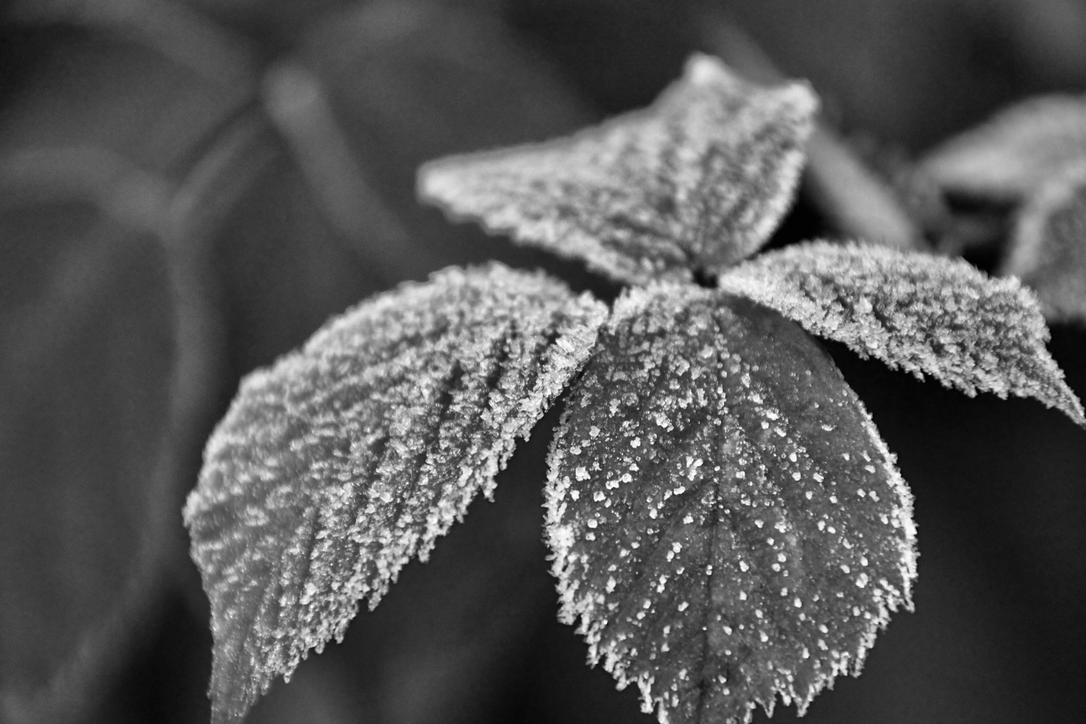 Icy leafs in monochrome by Jez Braithwaite