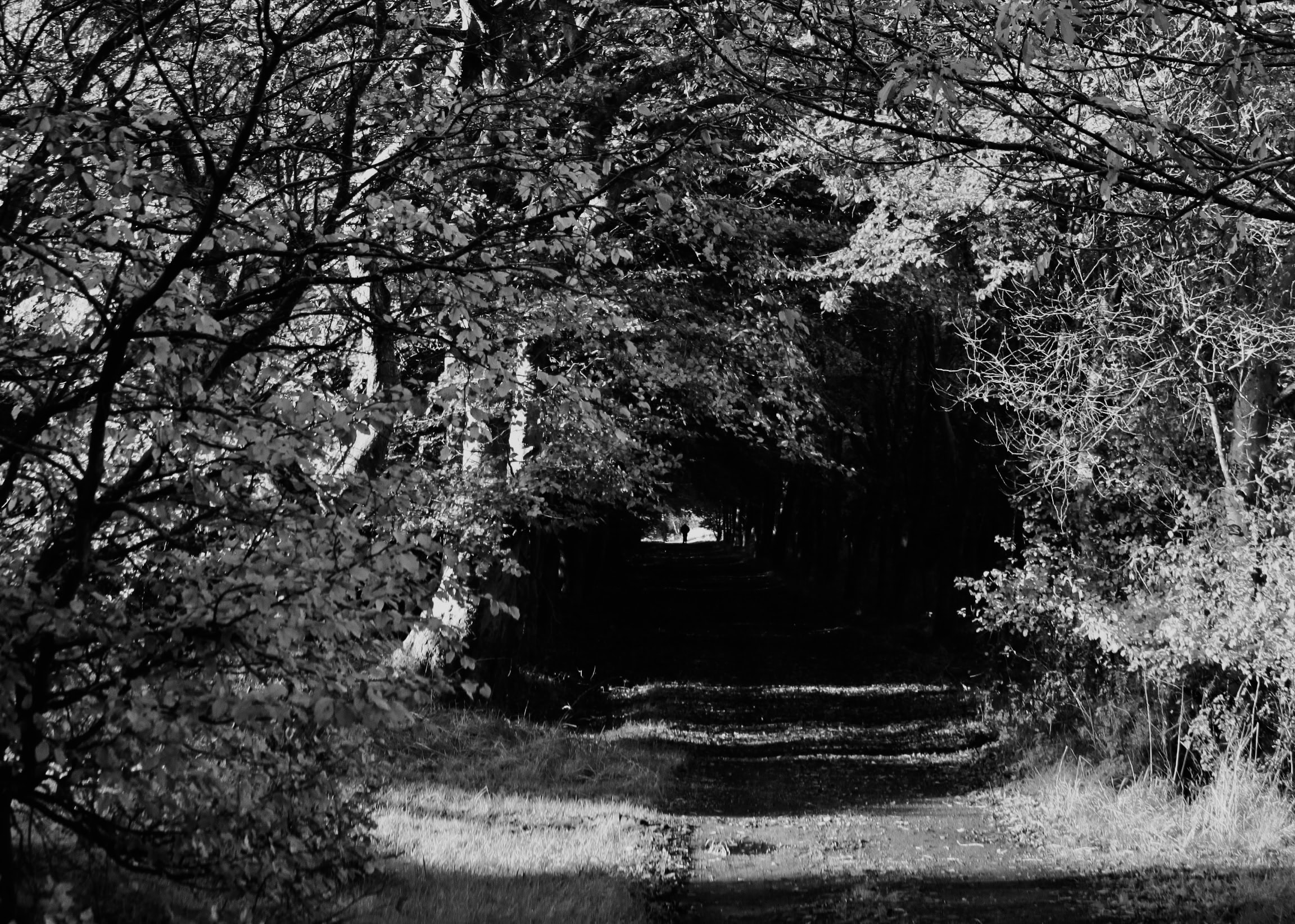 Lens-Artists Photo Challenge #71 — Creepy