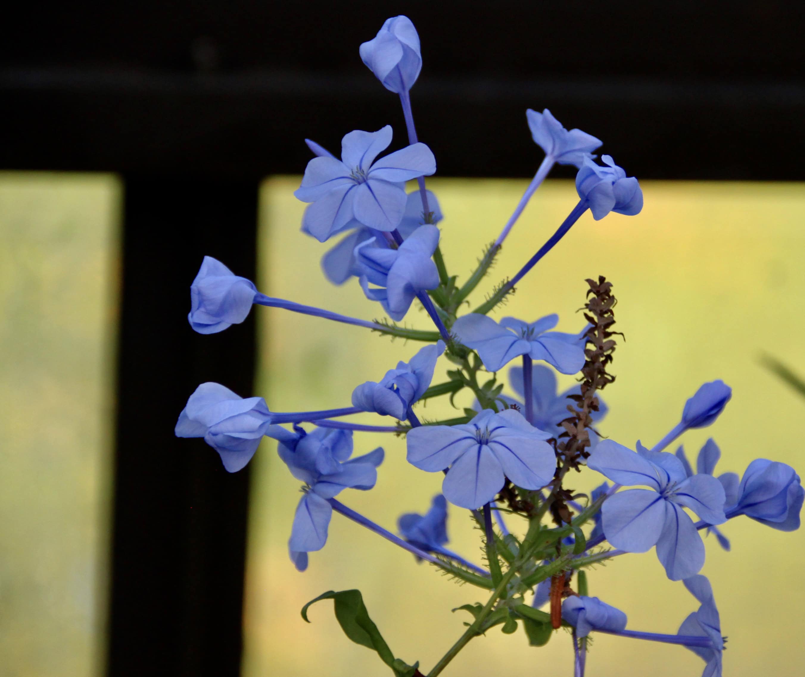 Cape Leadwort by Jez Braithwaite