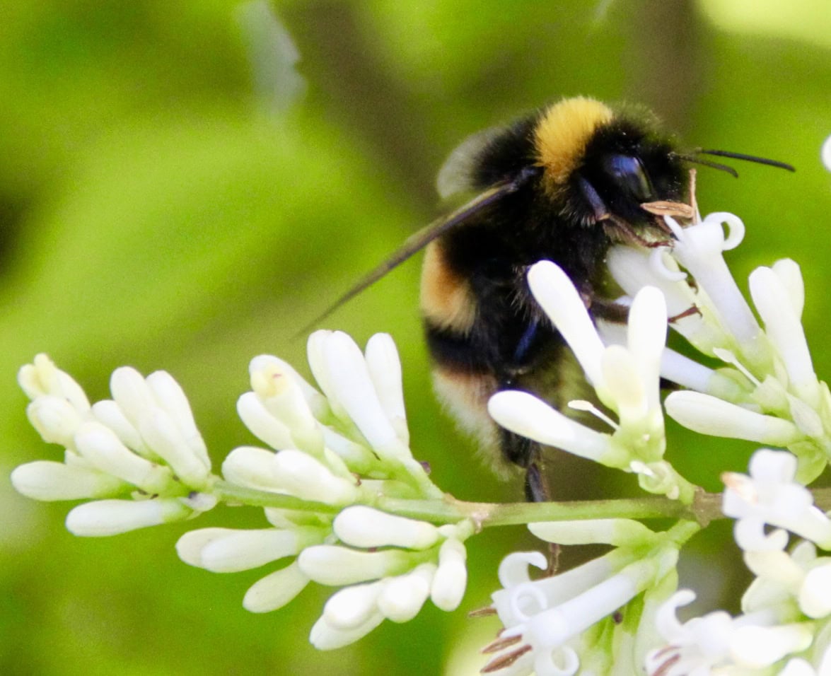 Bumbee by Jez Braithwaite