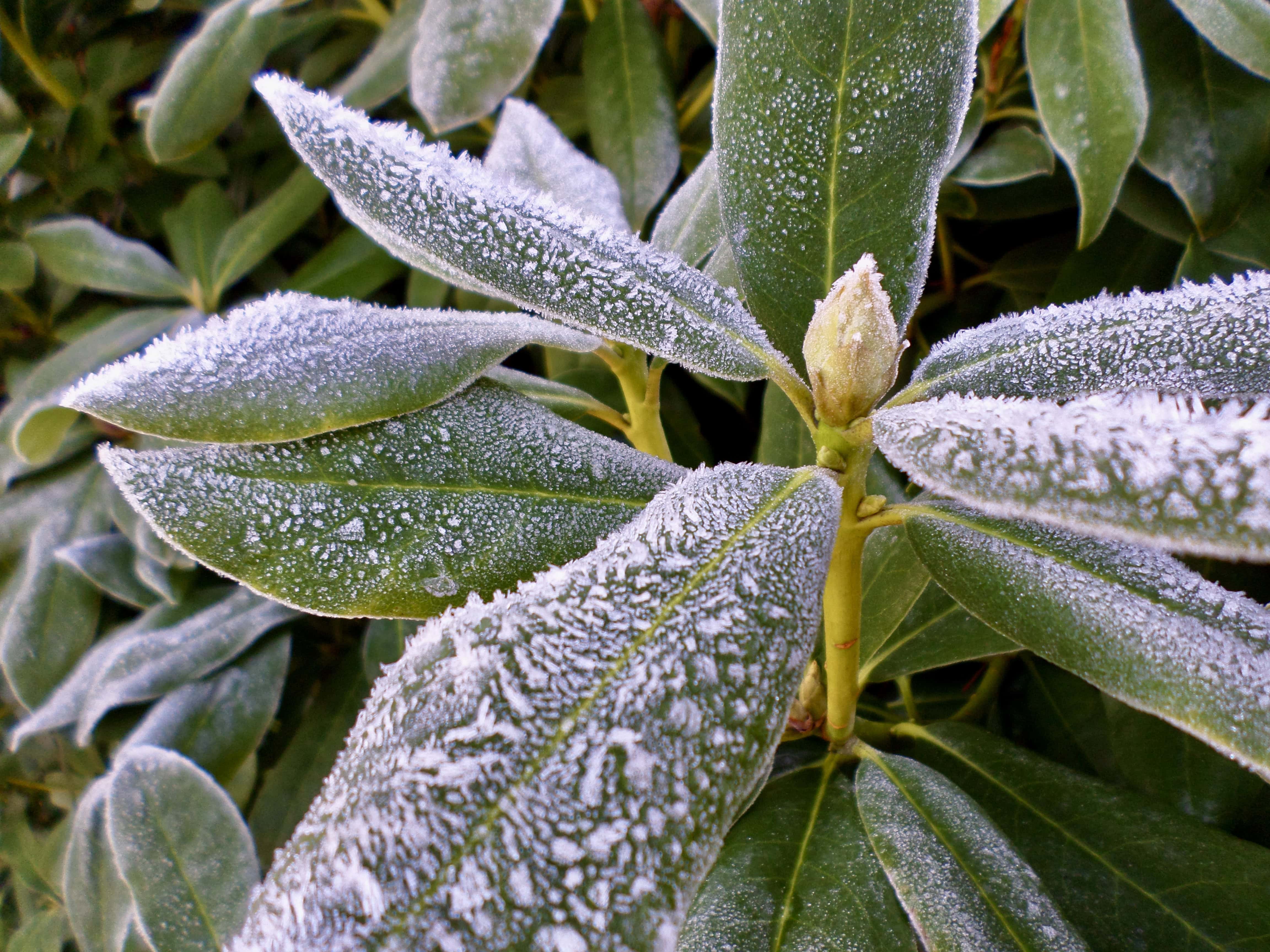 Icy rhododendron leafs by Jez Braithwaite