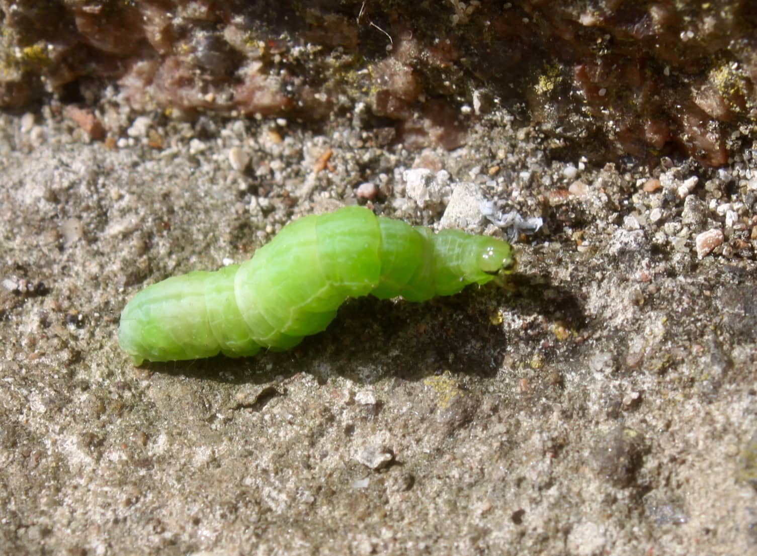 Green Kailworm by Jez Braithwaite