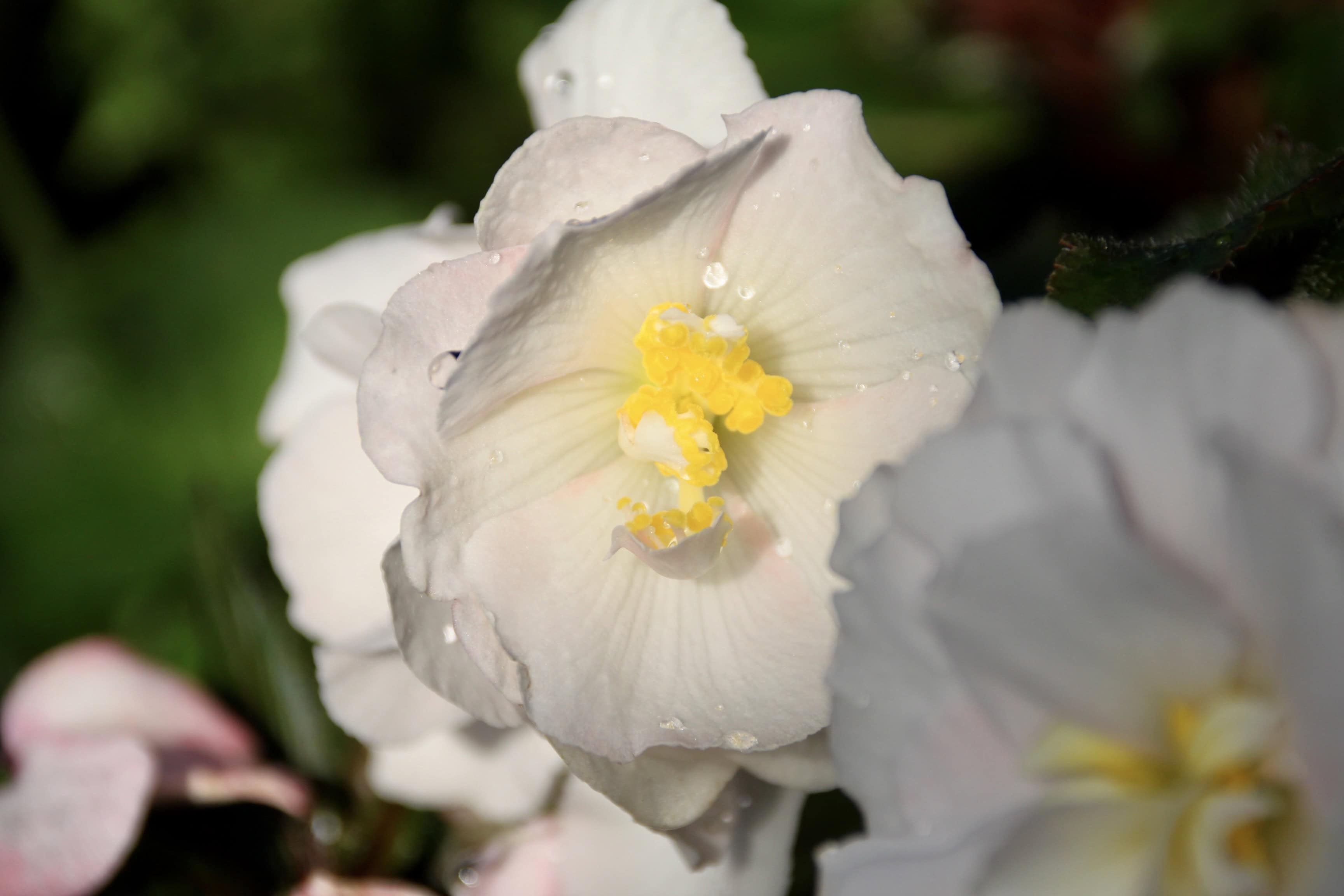 White Begonia by Jez Braithwaite