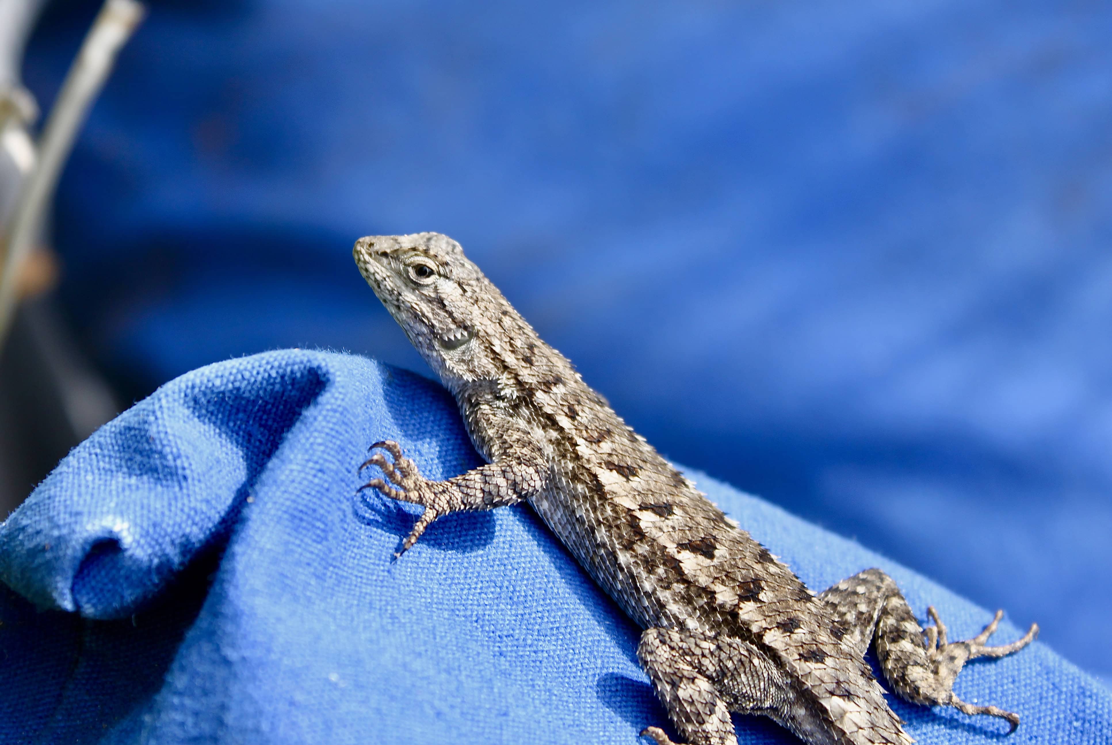 Lizard in Malibu by Jez Braithwaite