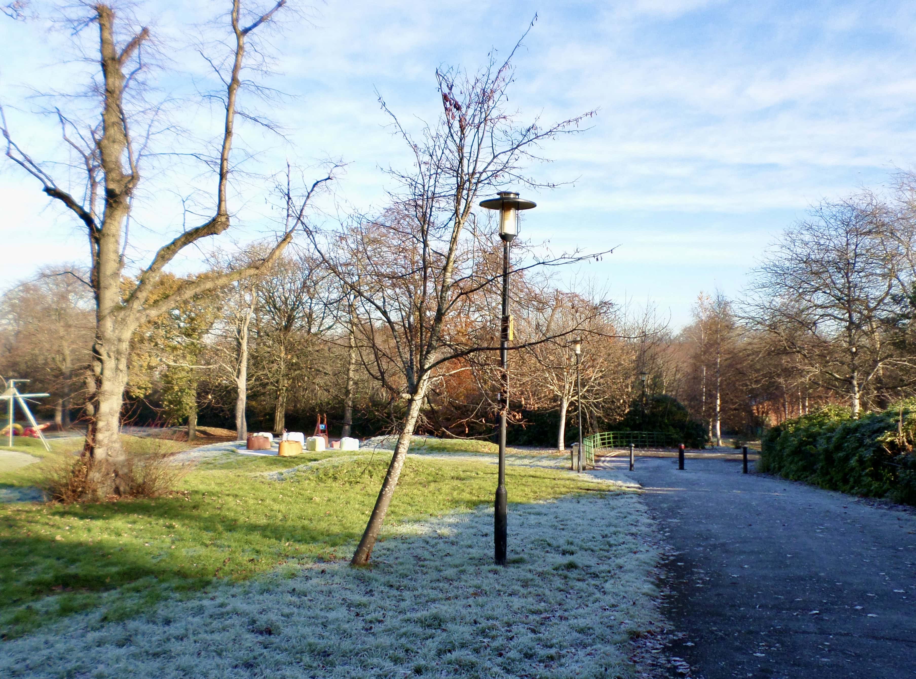 Tree loves lamp post by Jez Braithwaite