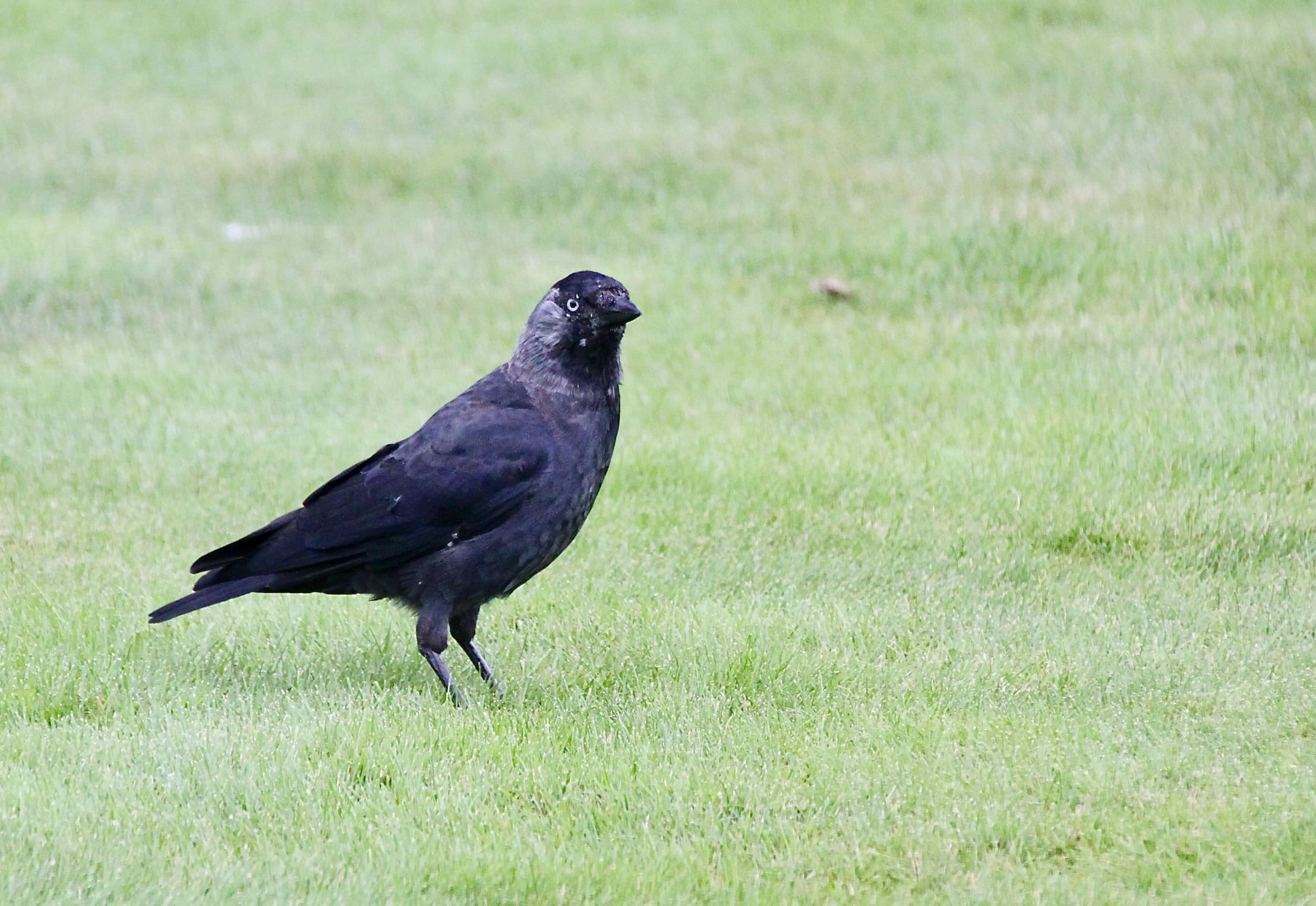 Jaikie — Animals in Scots #26