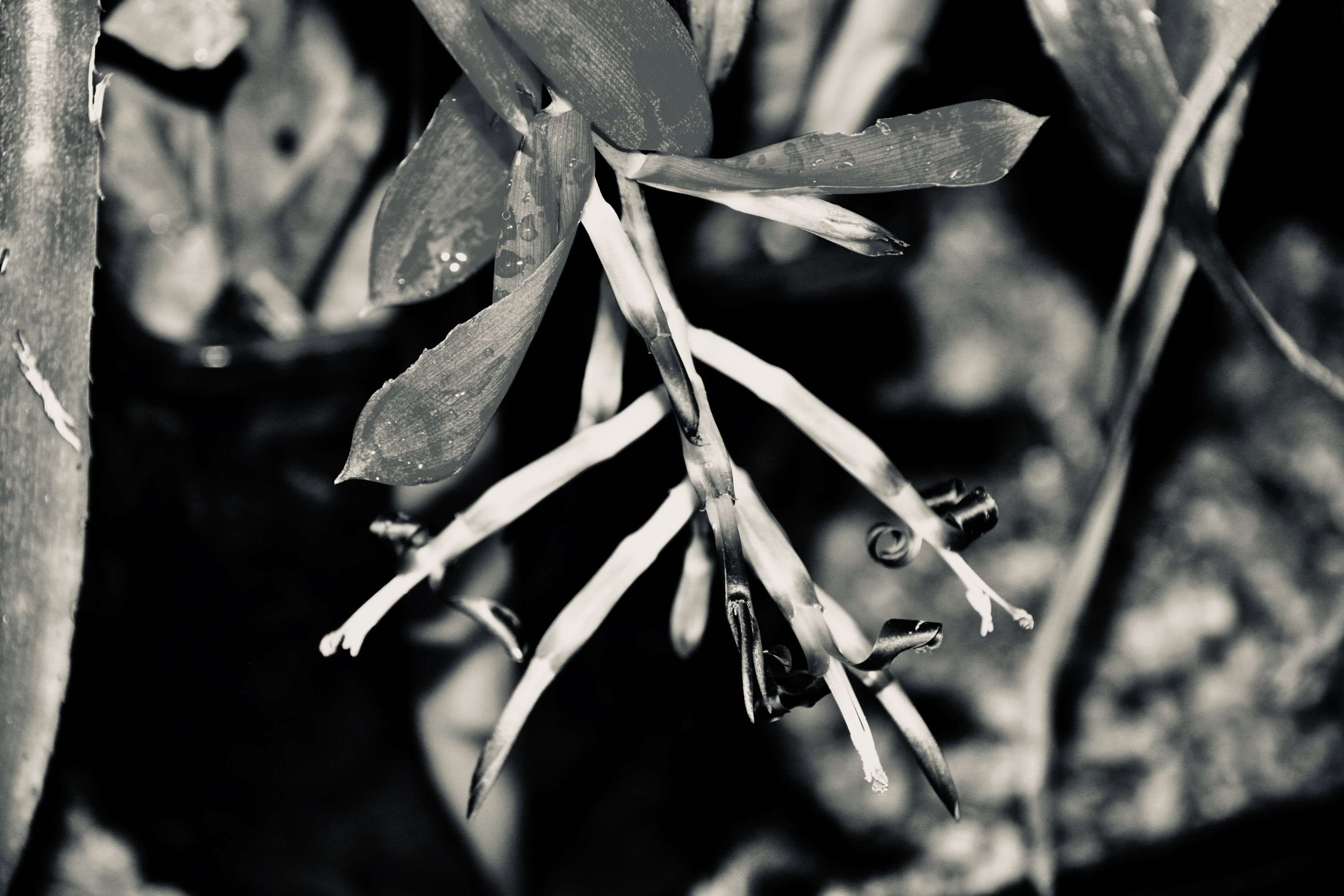 Billbergia in silvertone by Jez Braithwaite