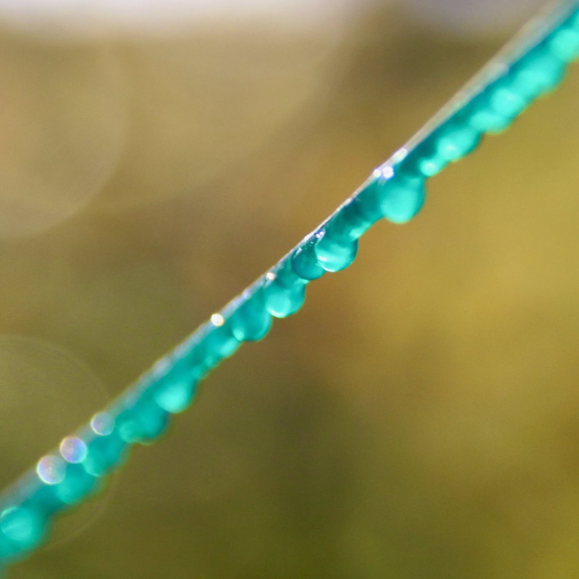 Water beads by Jez Braithwaite