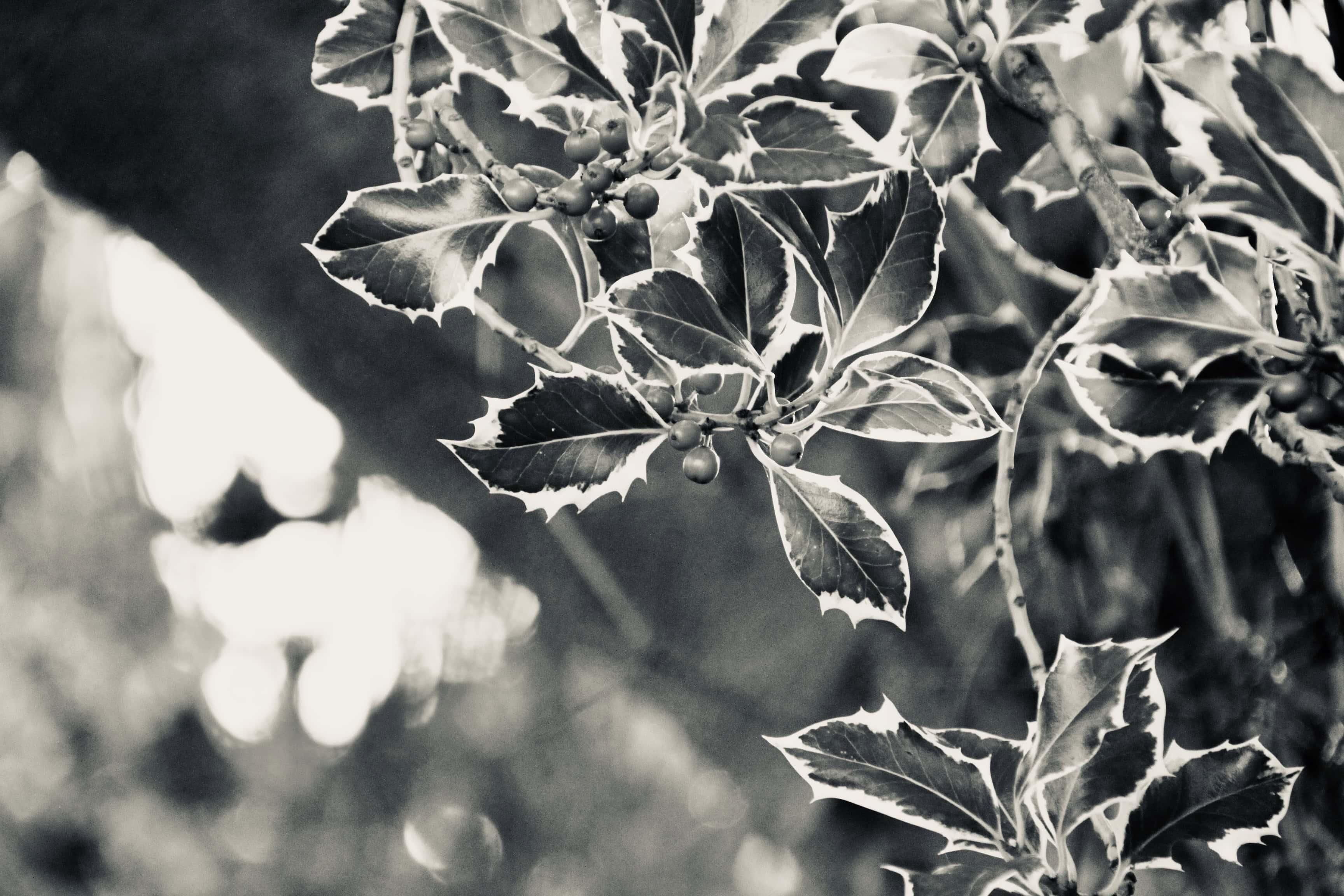 Holly leafs and berries in silvertone by Jez Braithwaite