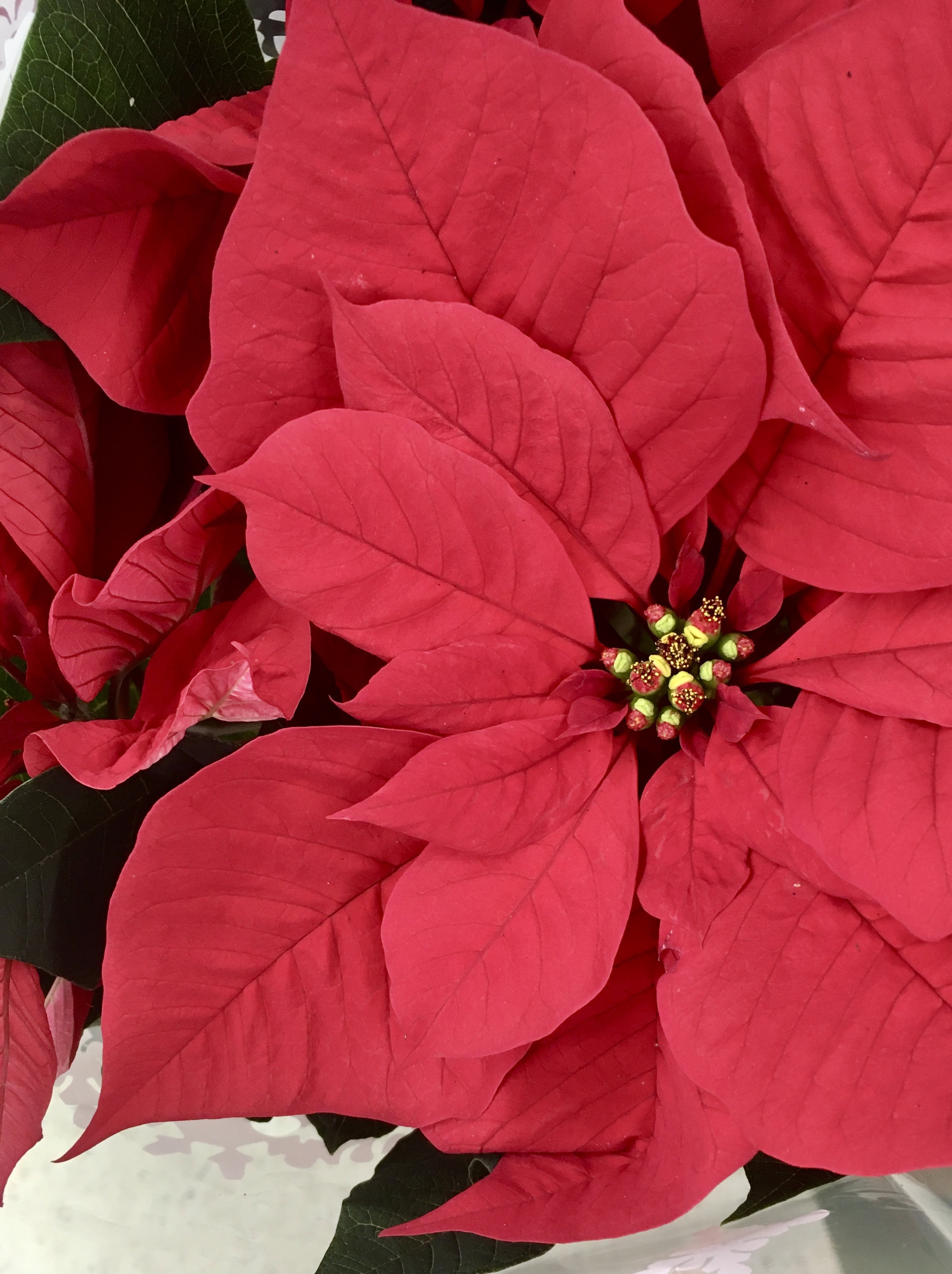 Poinsettia bt Jez Braithwaite