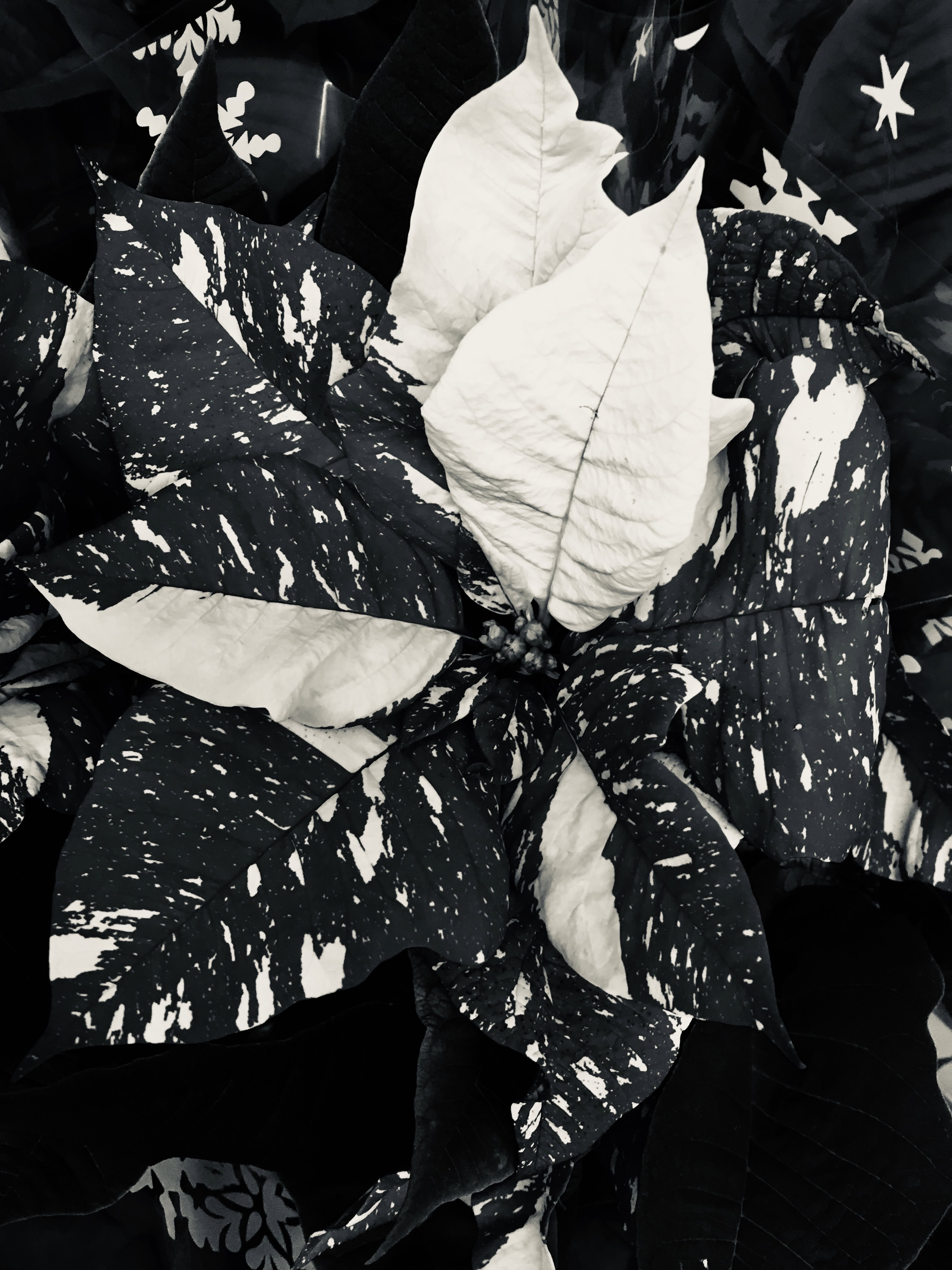 Poinsettia in silvertone by Jez Braithwaite