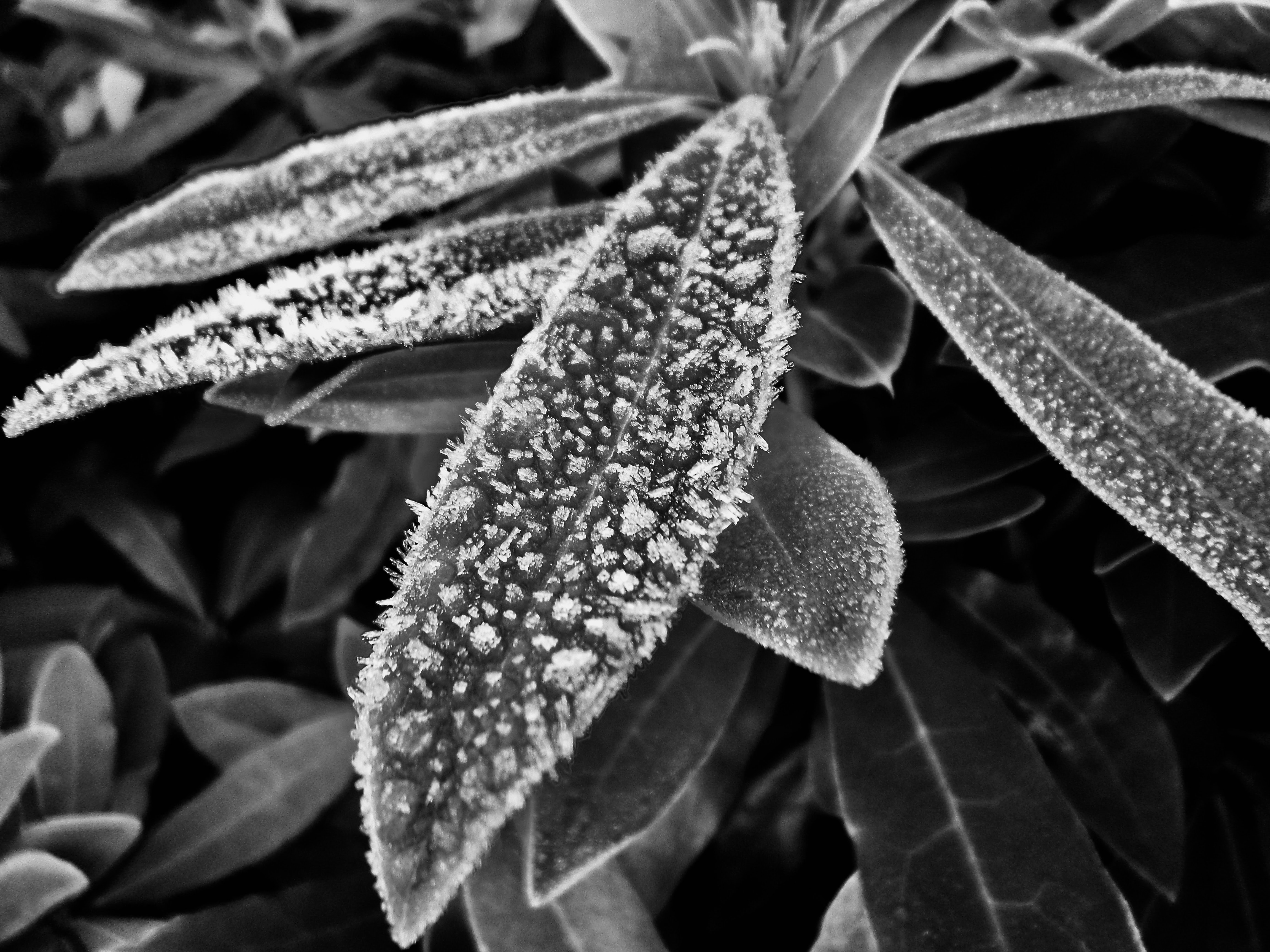 Frosty Rhododendron Leafs in noir by Jez Braithwaite