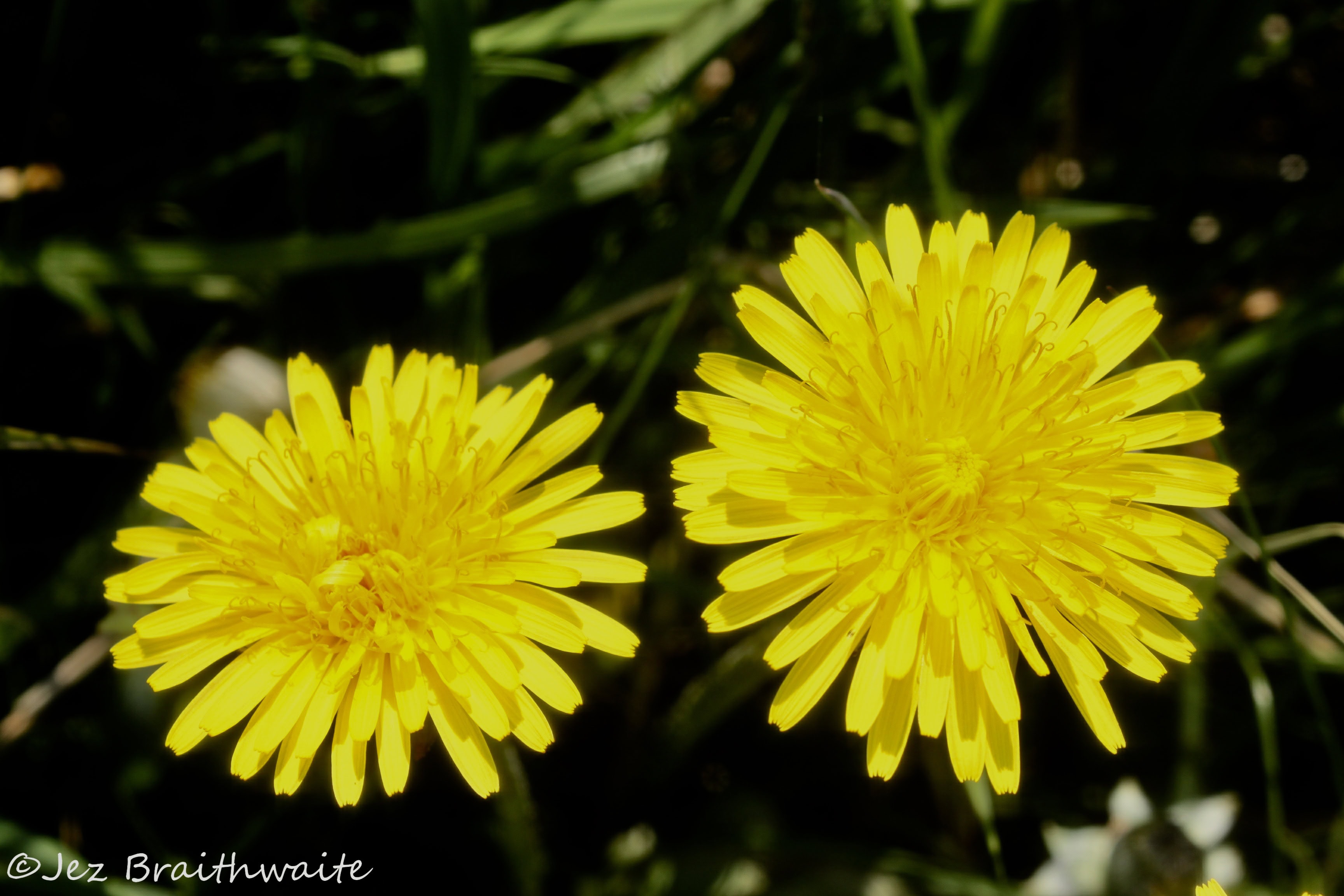 Dainty-lion — Things in Scots #10