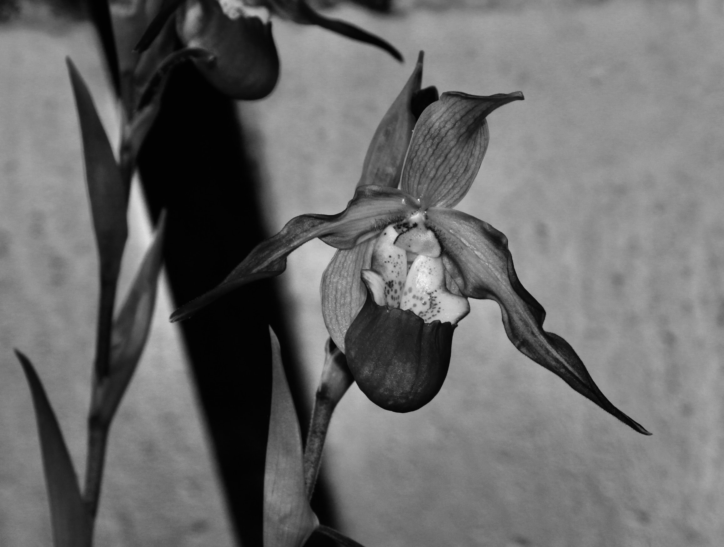 Orchid in mono by Jez Braithwaite