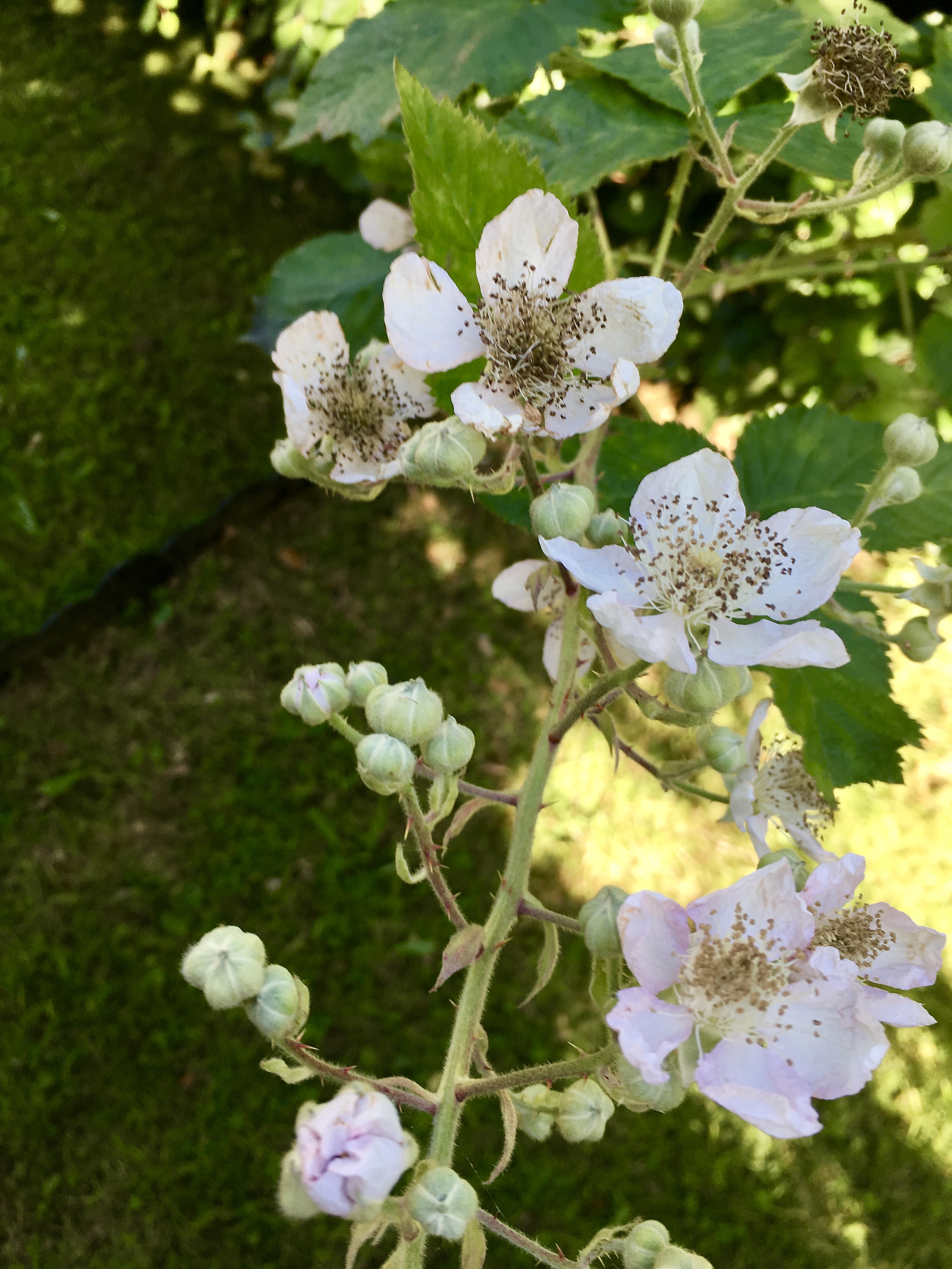 Brammle flowers
