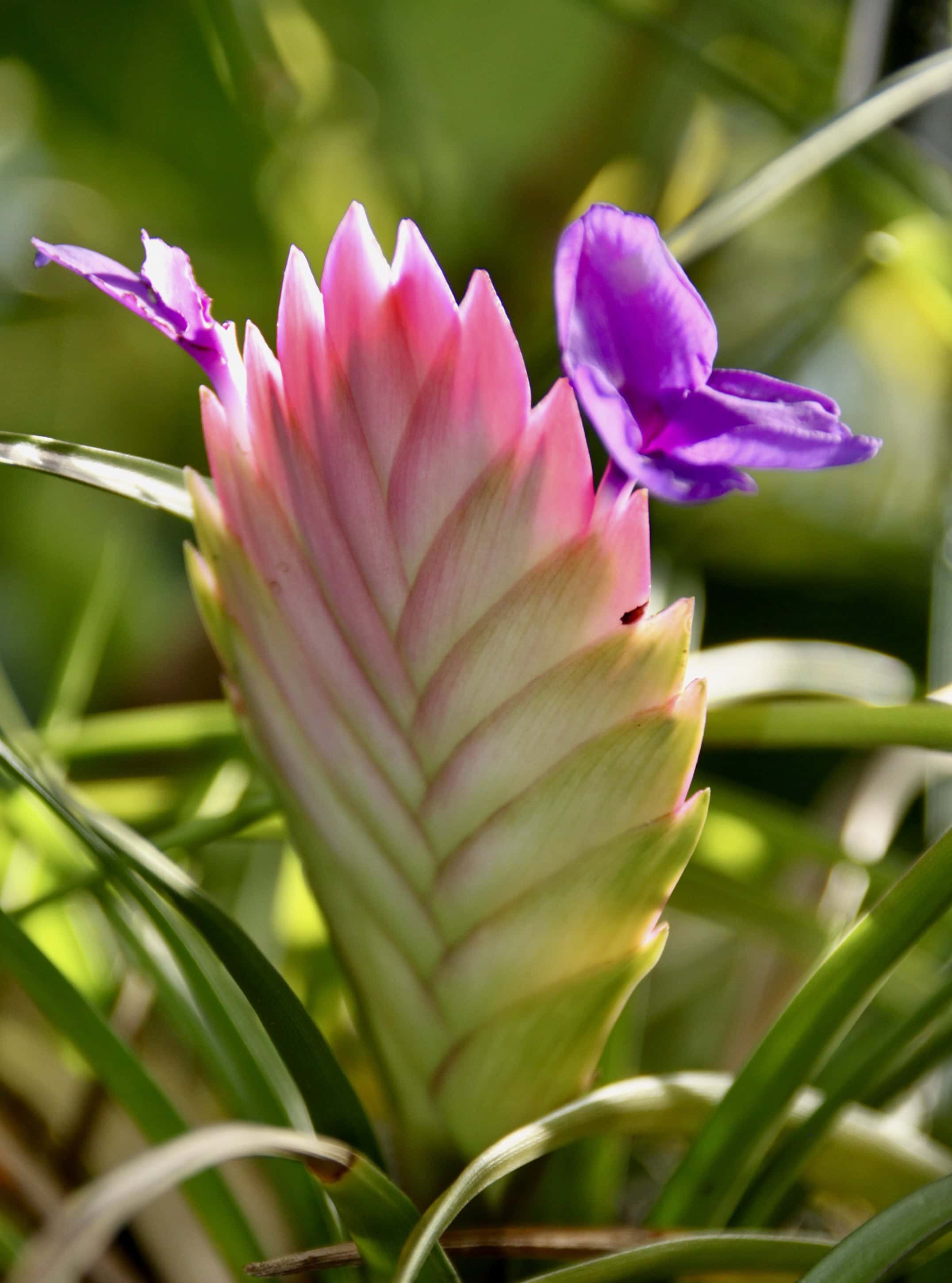 Pink Quill by Jez Braithwaite