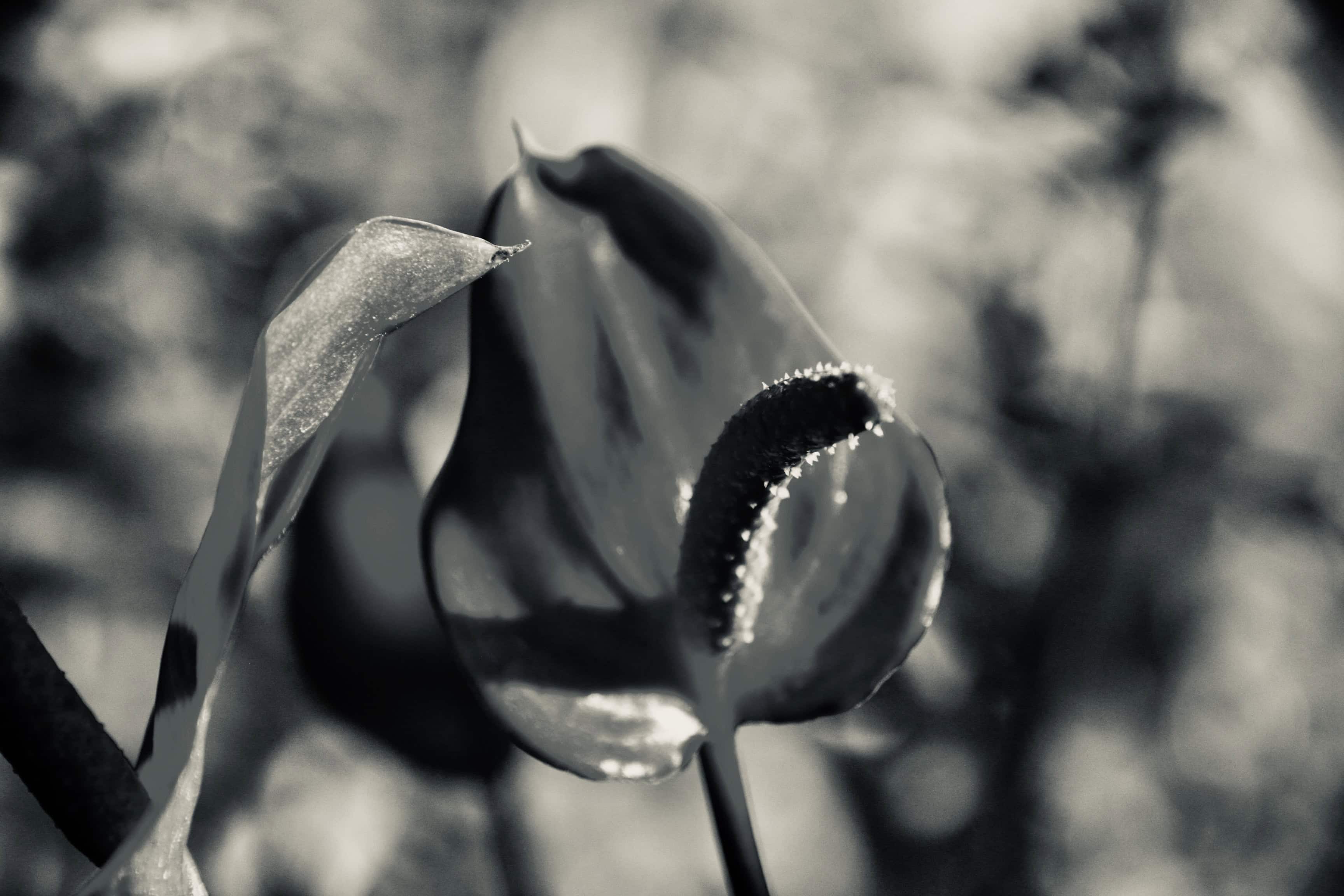 Red Anthurium in Silvertone by Jez Braithwaite