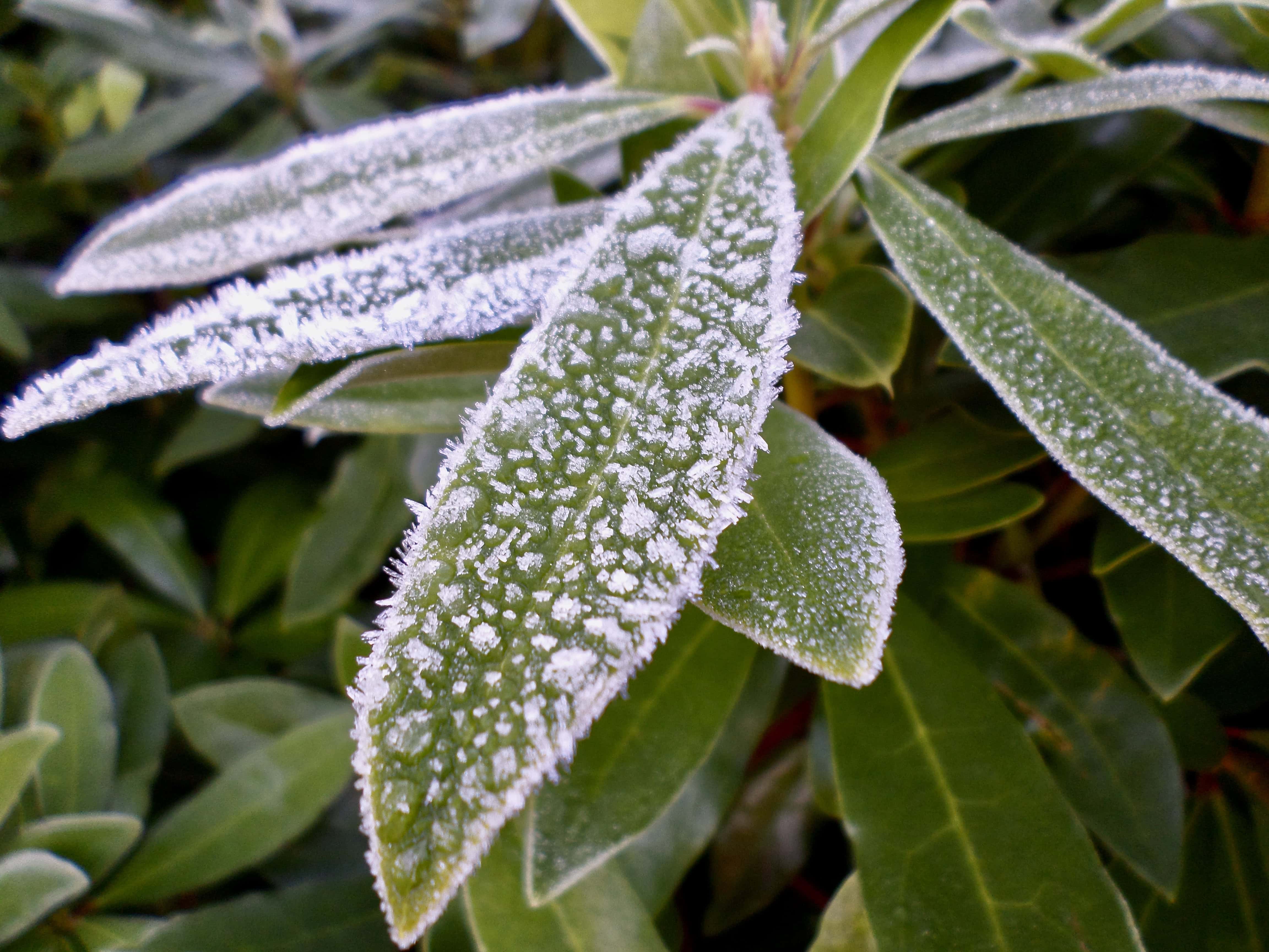 Frosty Rhododendron Leafs by Jez Braithwaite