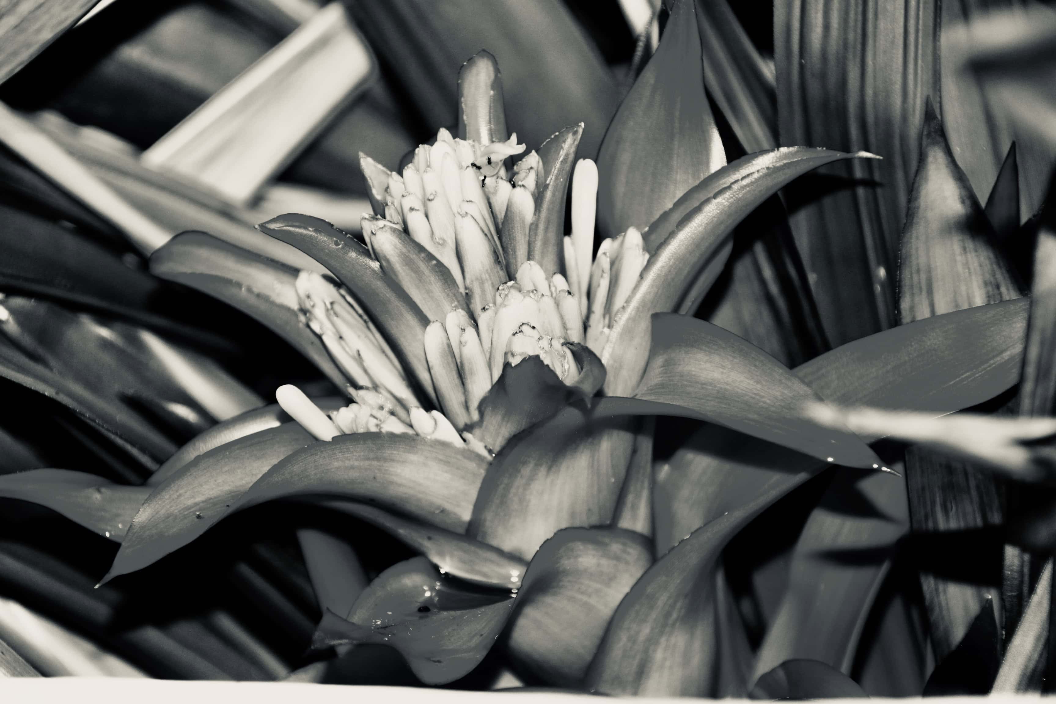 Bromelia in silvetone by Jez Braithwaite