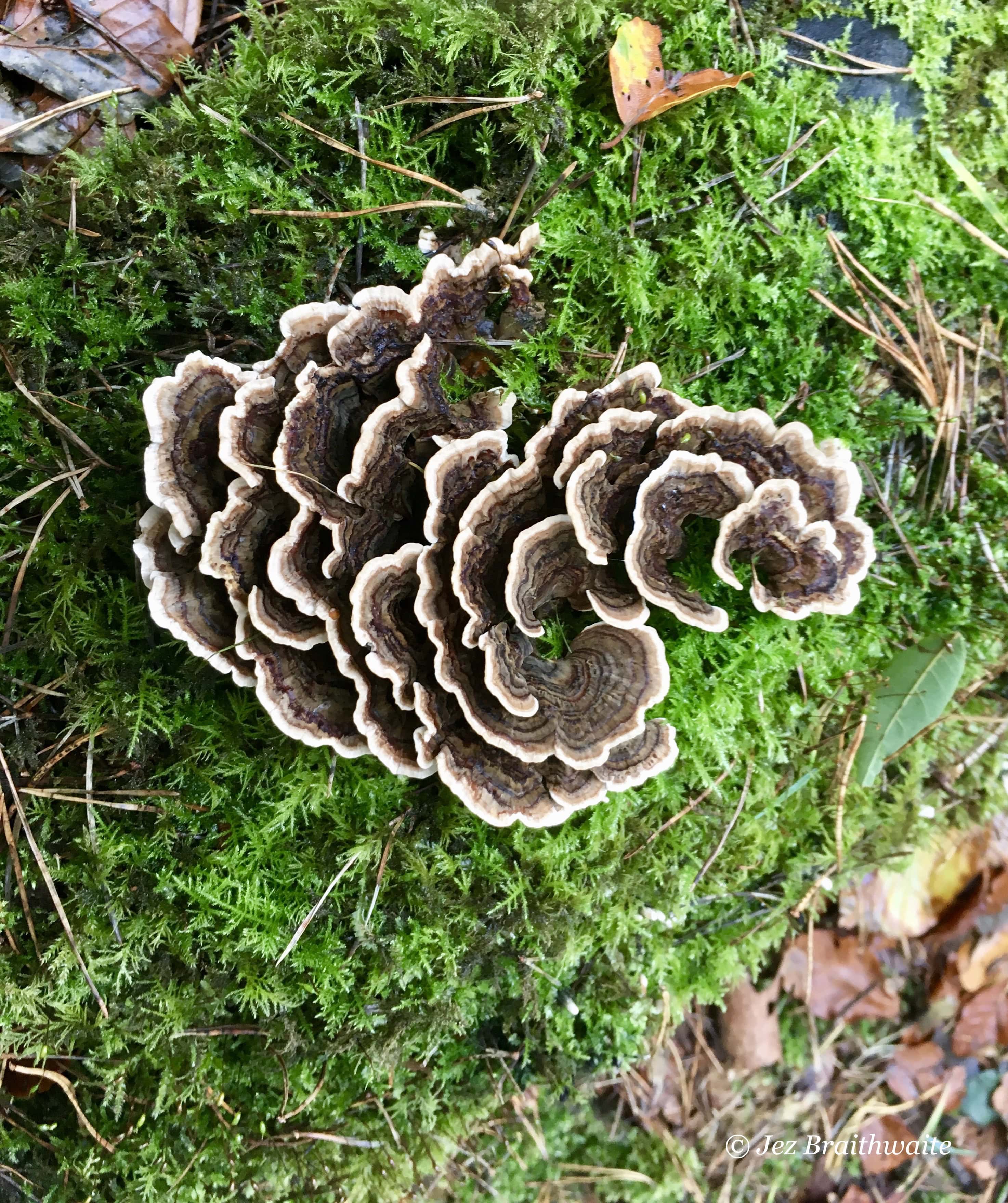 Fungus by Jez Braithwaite