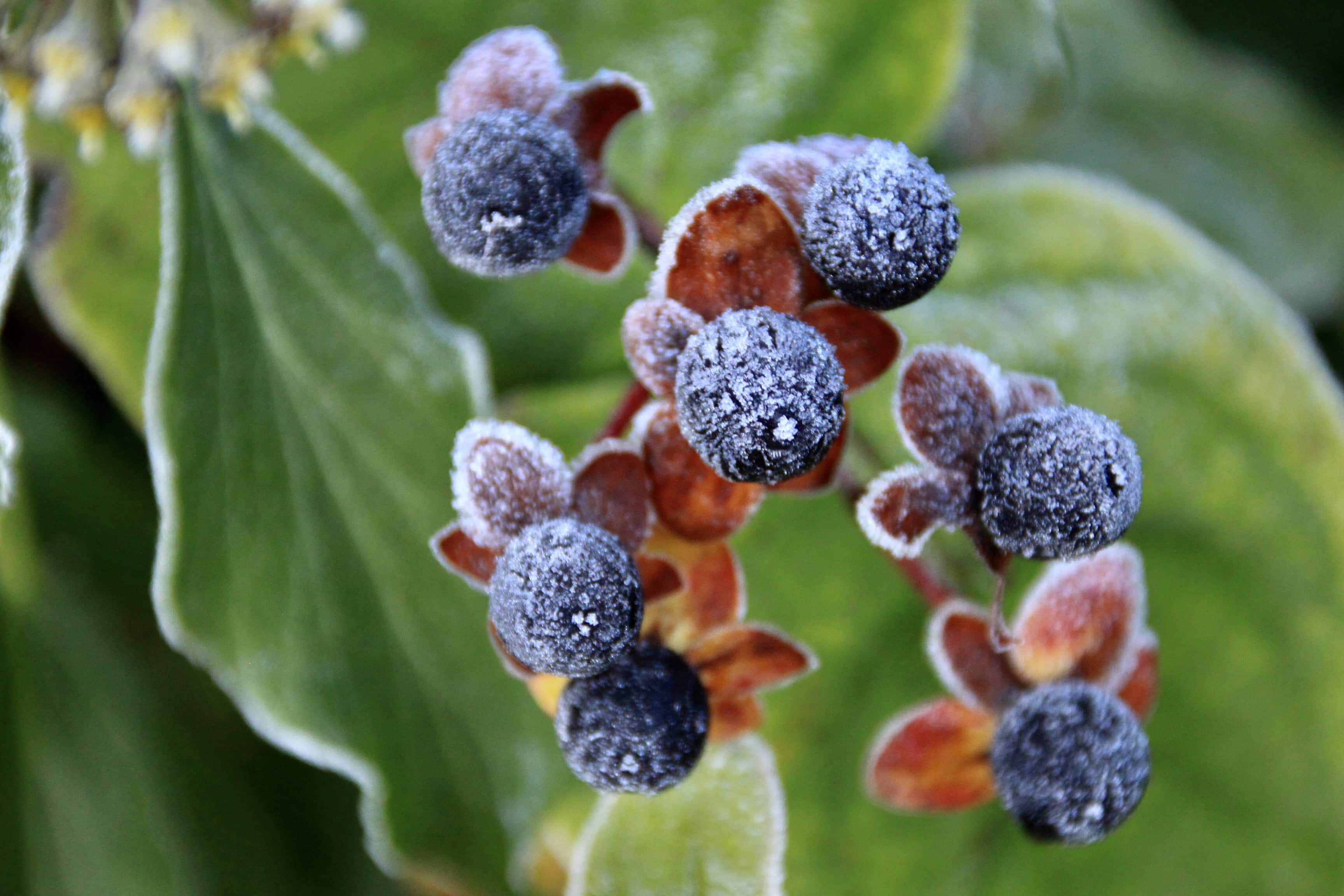 Frosty Berries by Jez Braithwaite