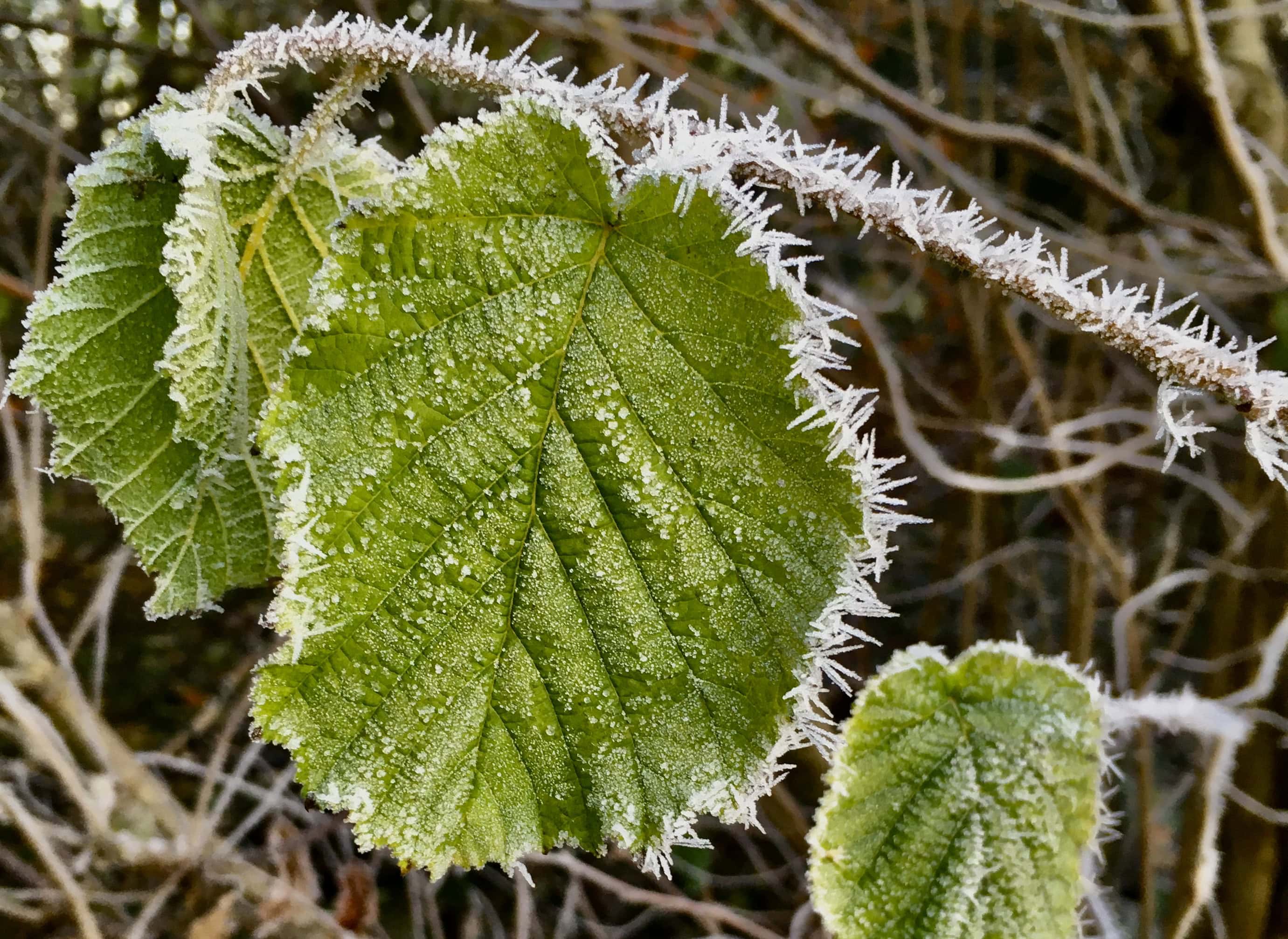 Icy leafs & stem