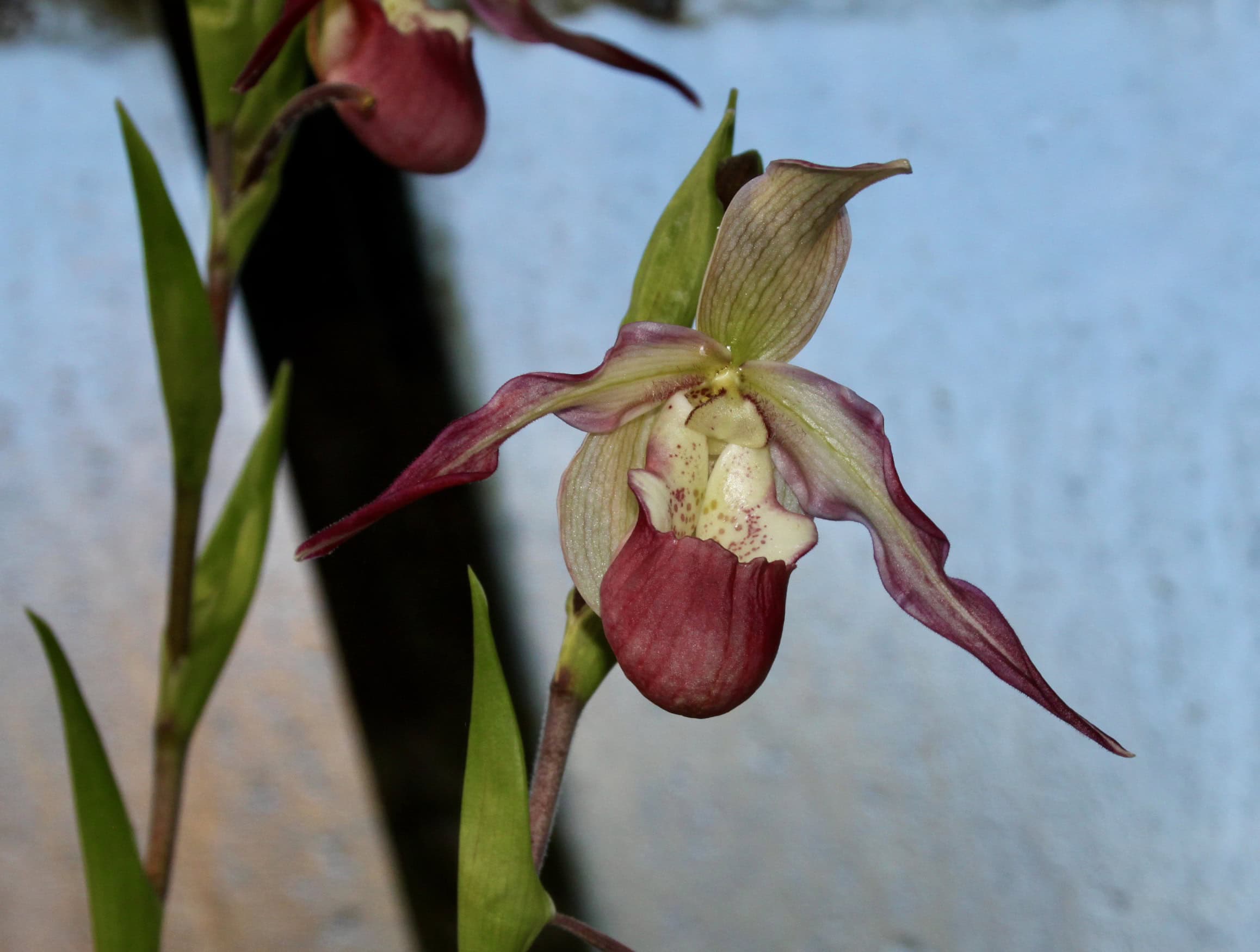 Orchid by Jez Braithwaite
