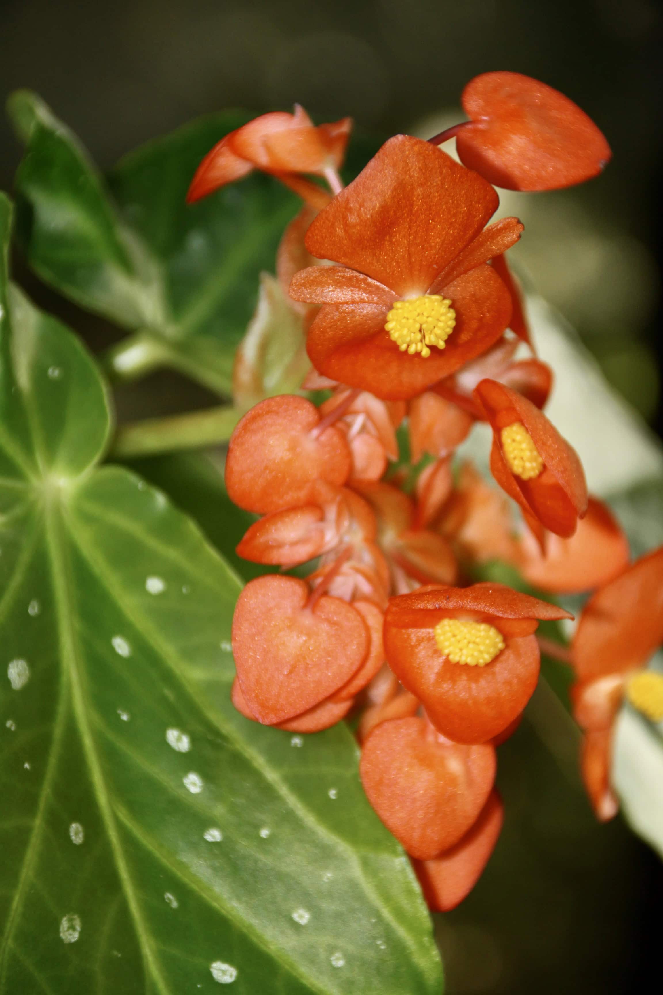 Begonia by Jez Braithwaite
