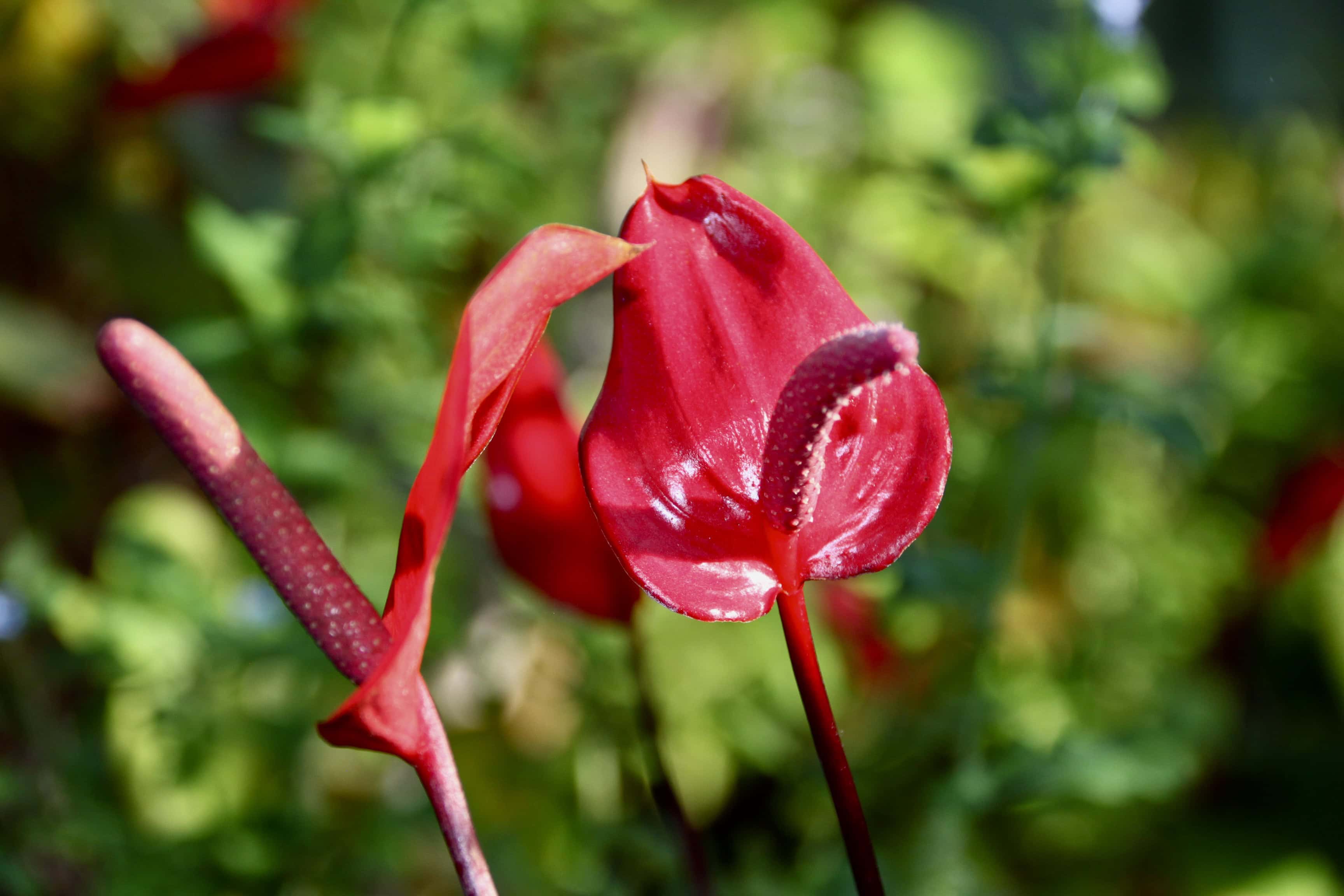 Anthurium by Jez Braithwaite