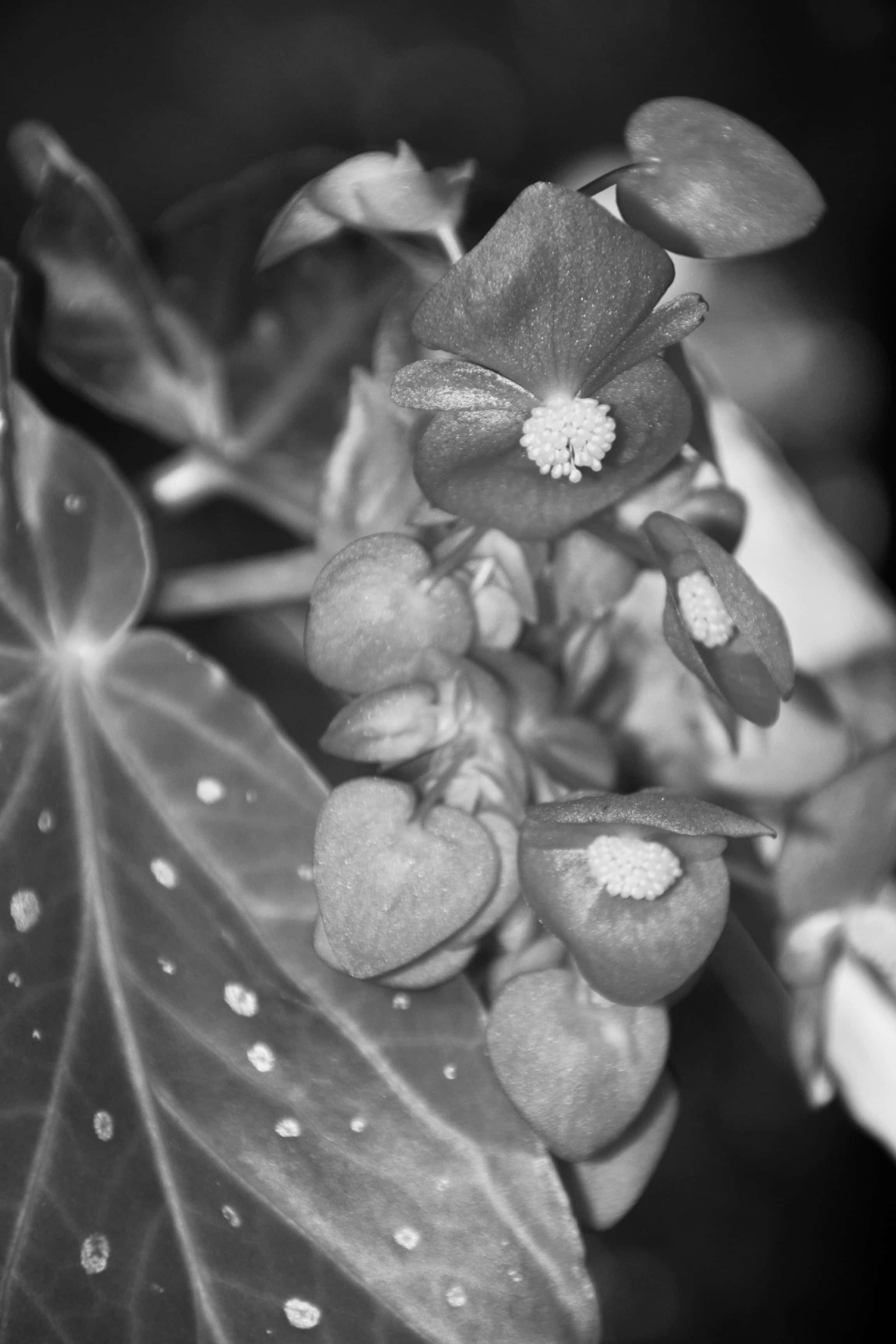 Begonia in mono by Jez Braithwaite