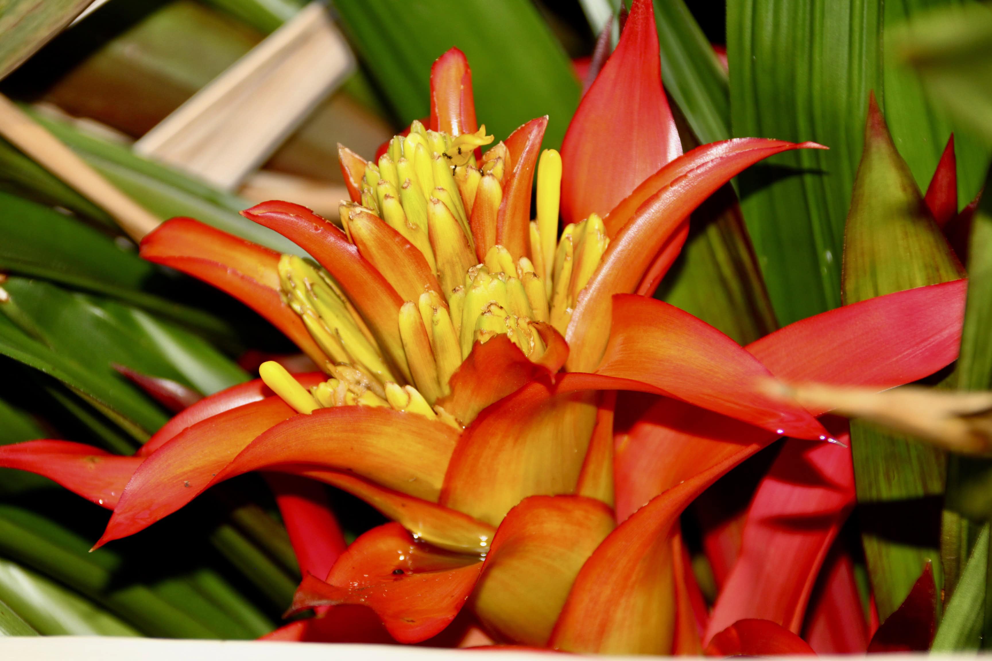 Vibrant Bromelia by Jez Braithwaite