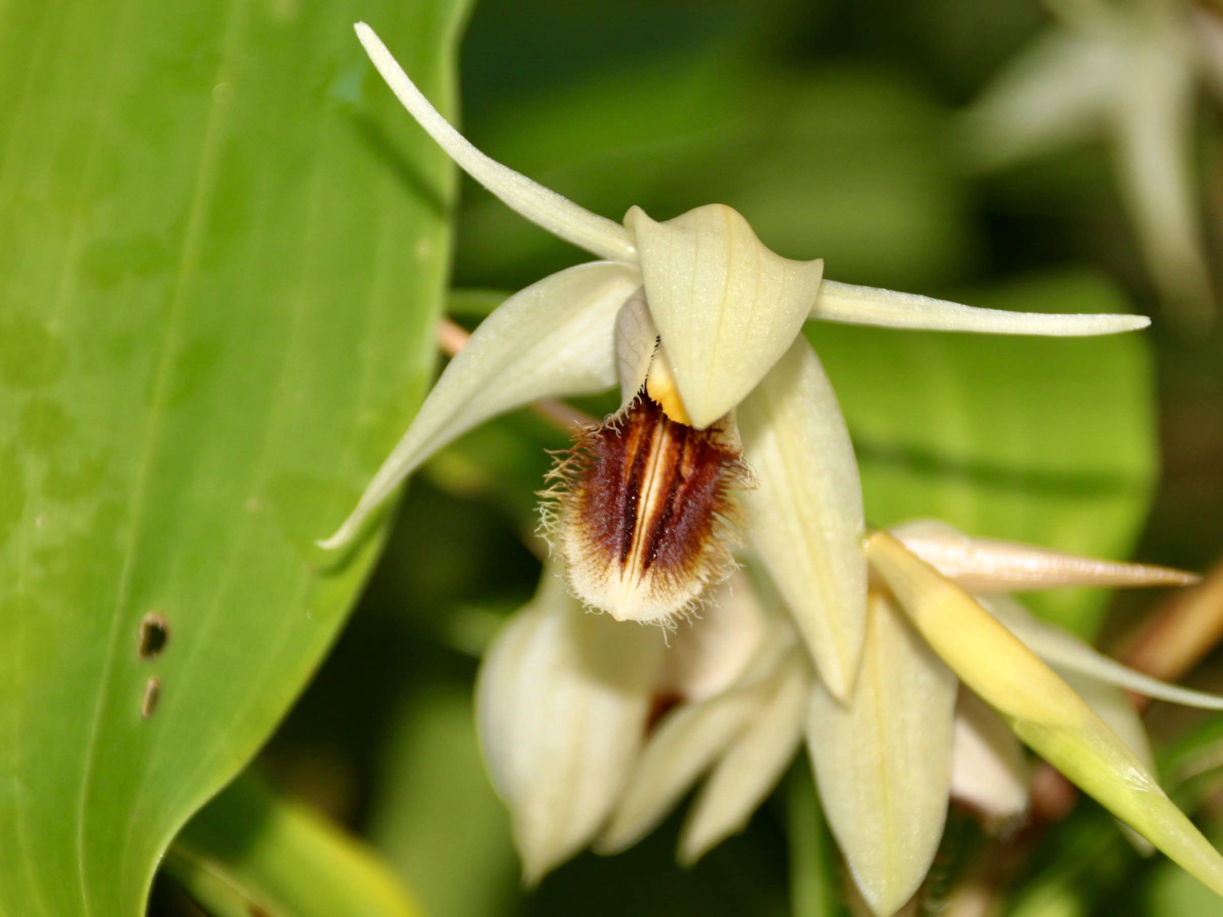 Orchid by Jez Braithwaite