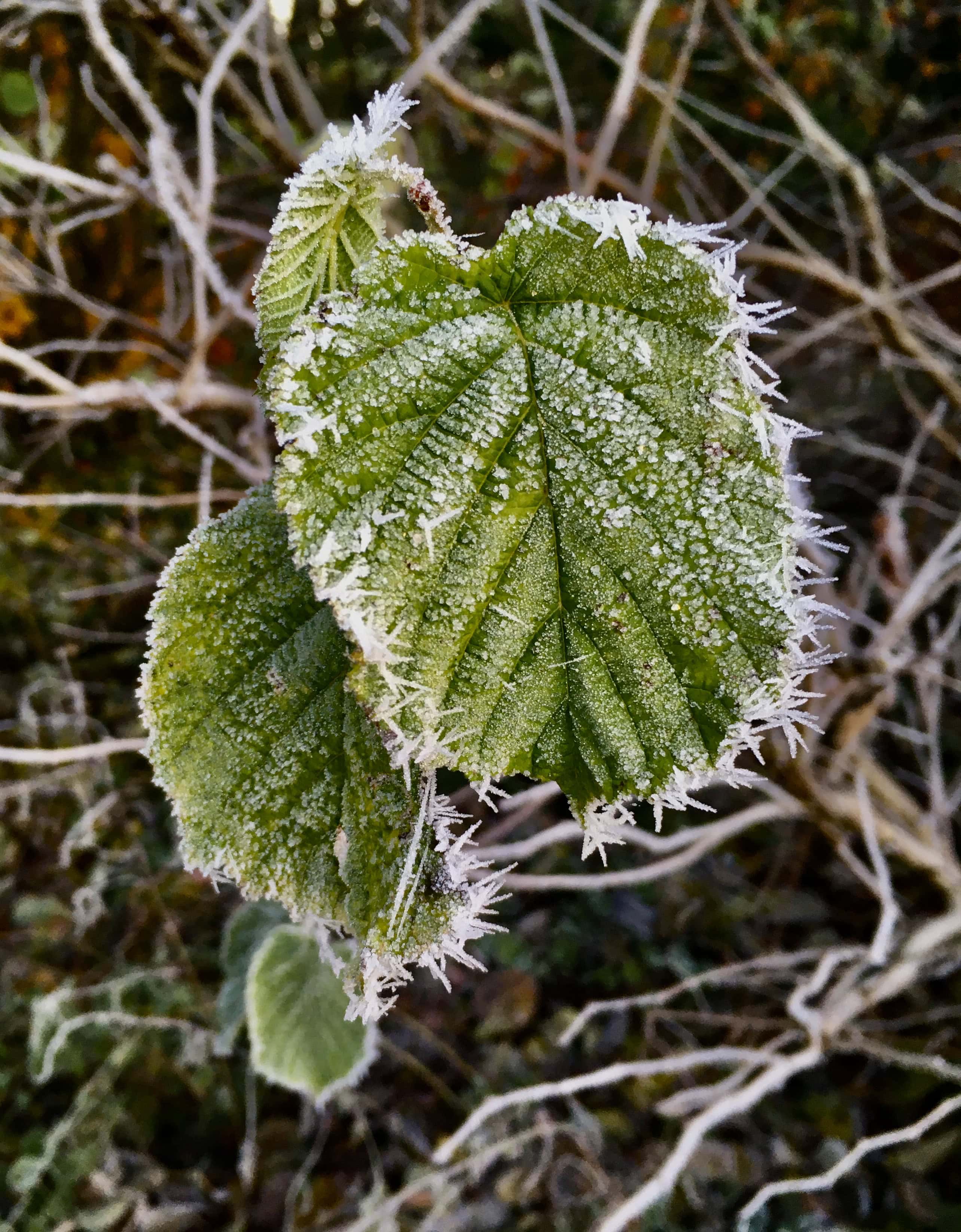 Frost edged leafs by Jez Braithwaite