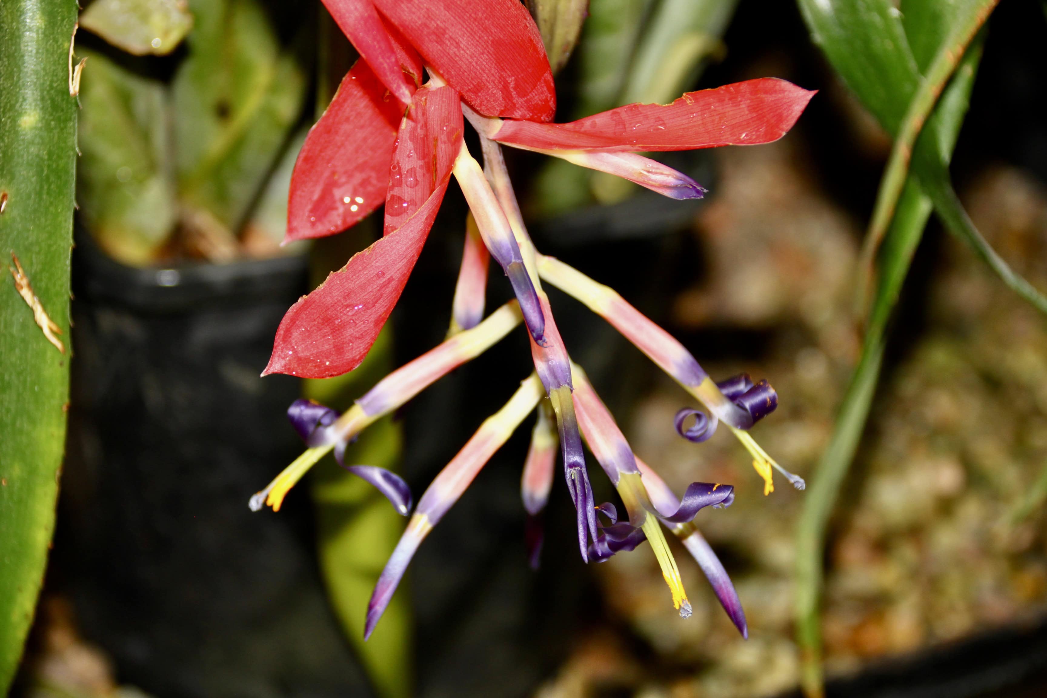 Billbergia by Jez Braithwaite