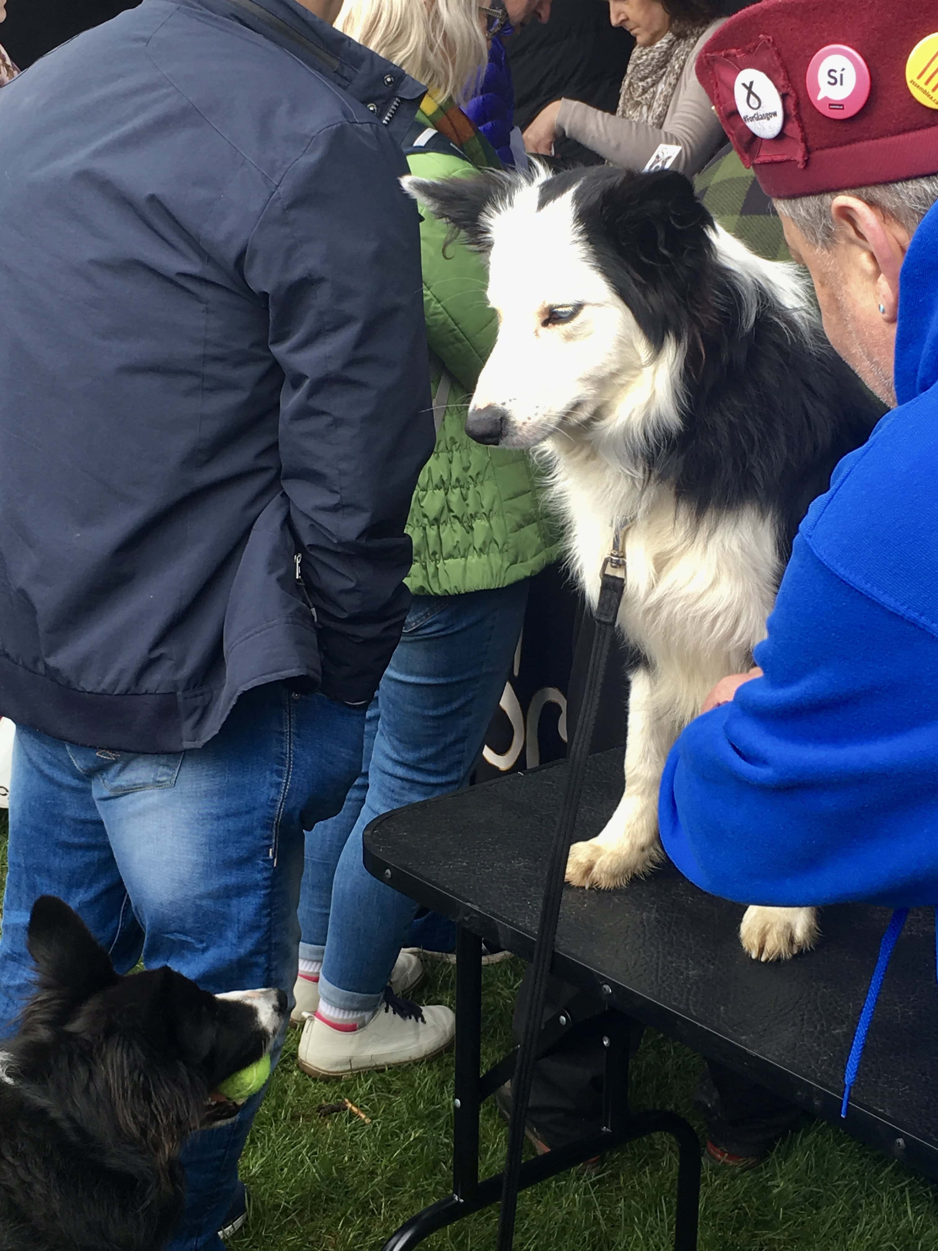 Black & White Collie by Jez Braithwaite