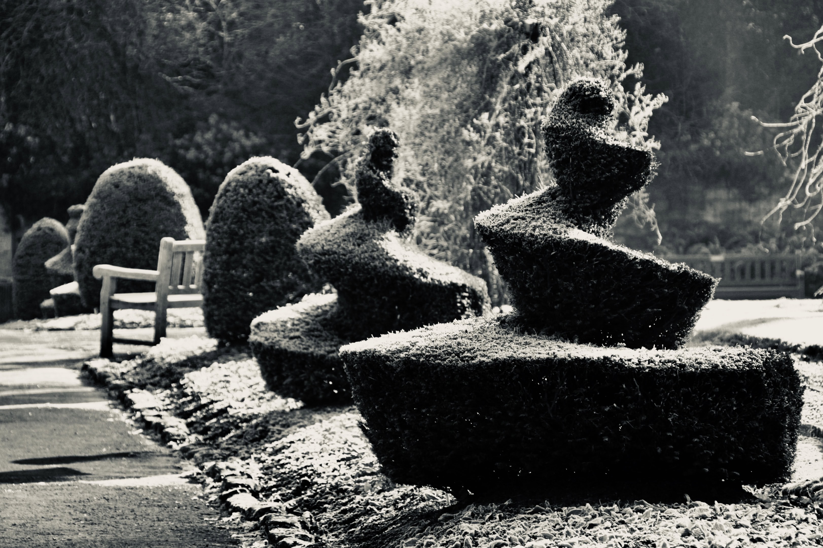 Spiral Topiaries by Jez Braithwaite