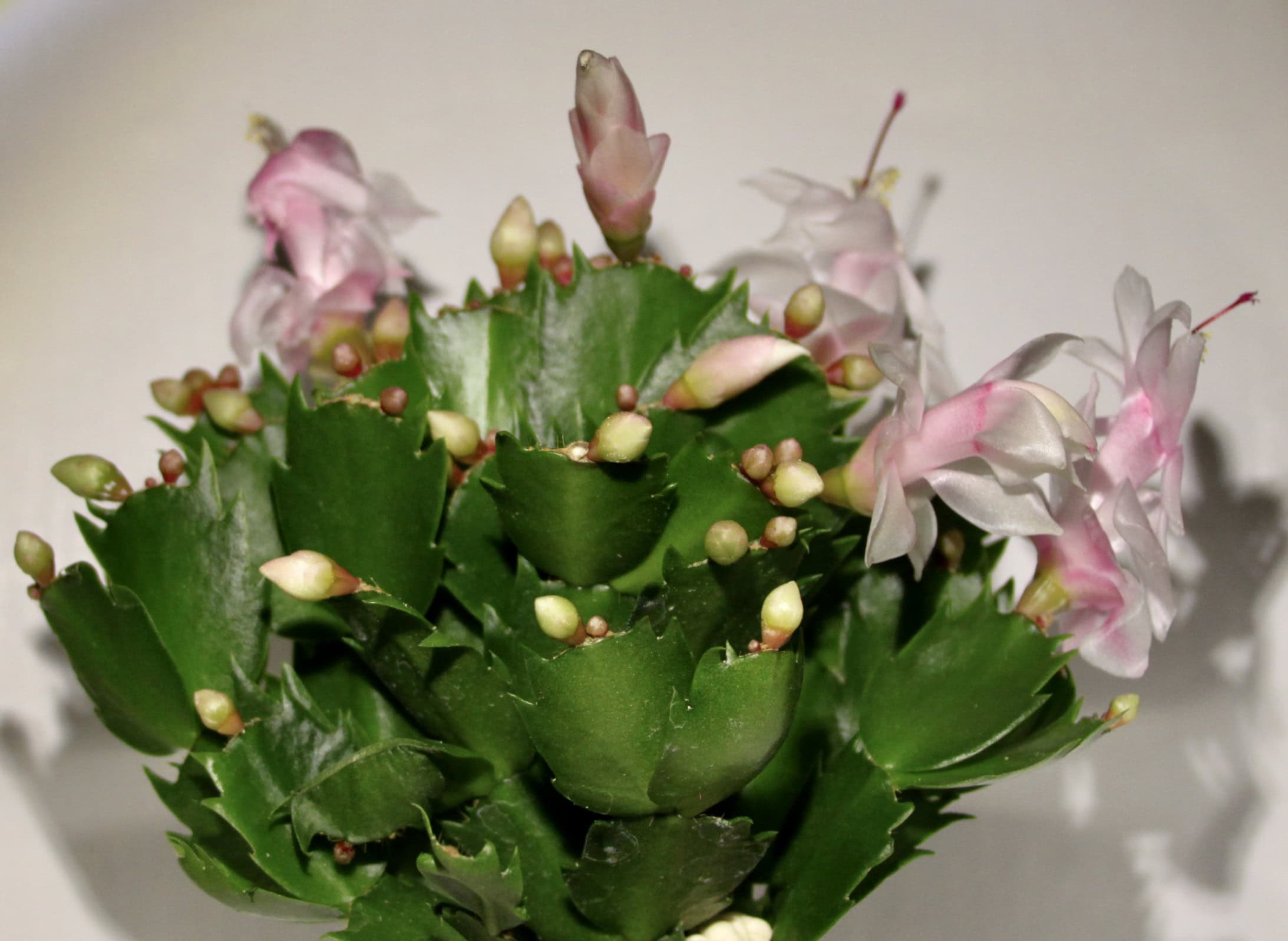 Fan Of… #45 — Flowering Cacti
