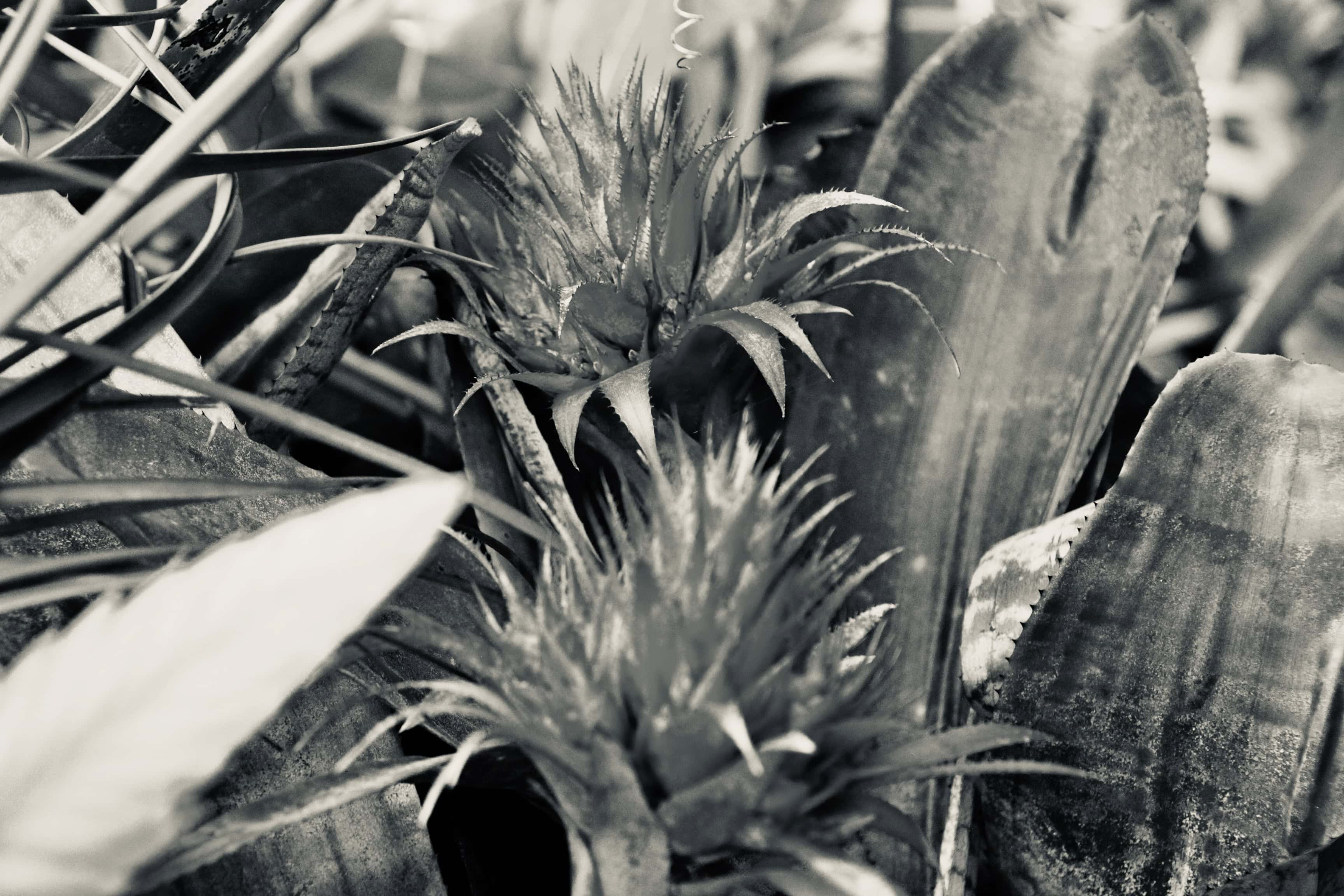 Bromelia in silvertone by Jez Braithwaite