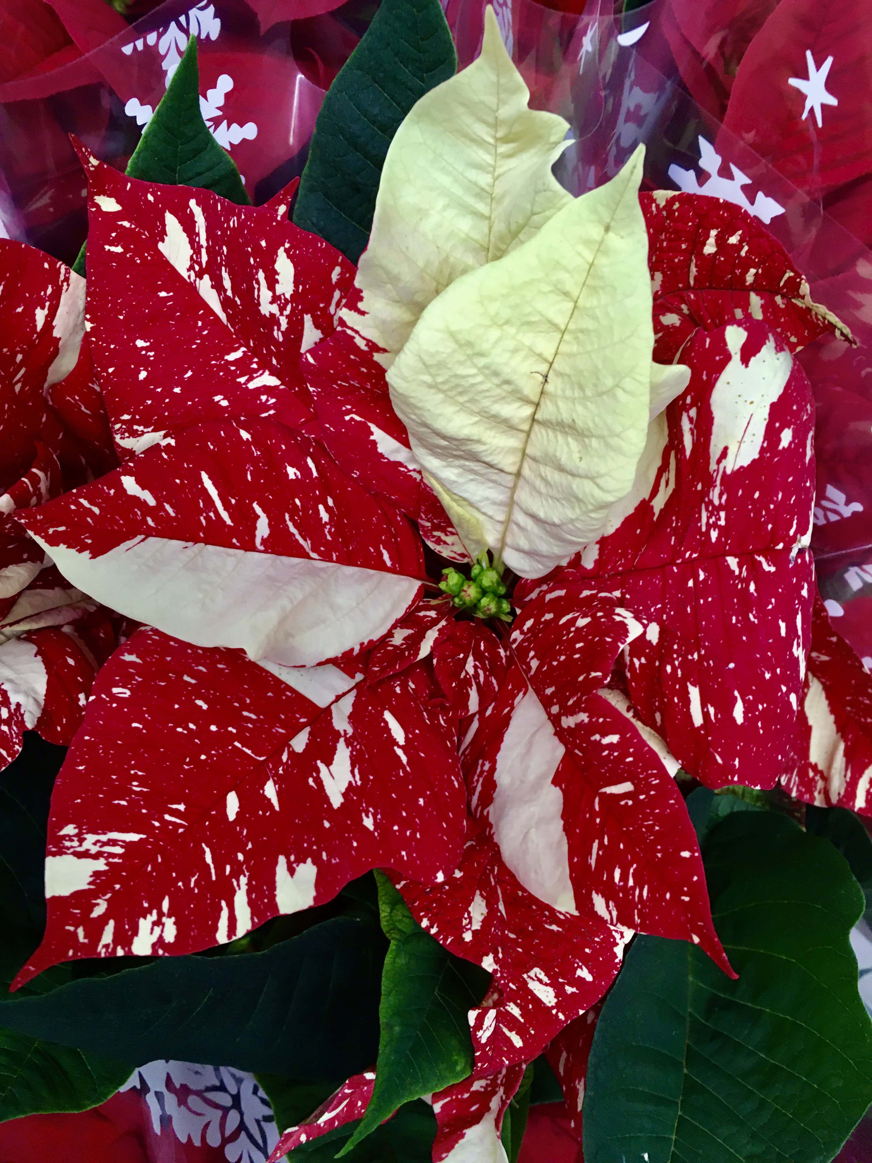 Poinsettia by Jez Braithwaite